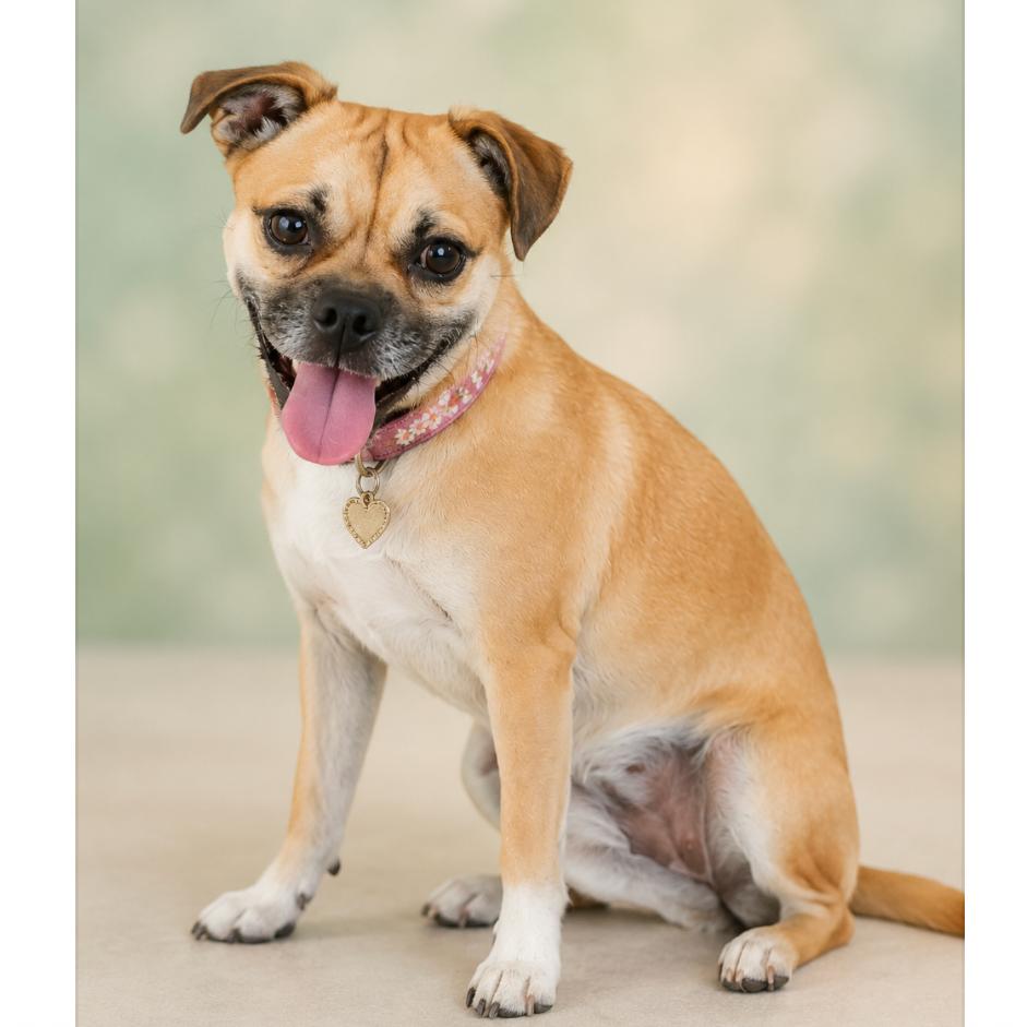 Enlarge Socks, a Adoptable mixed breed in Phoenix, AZ image 4/4