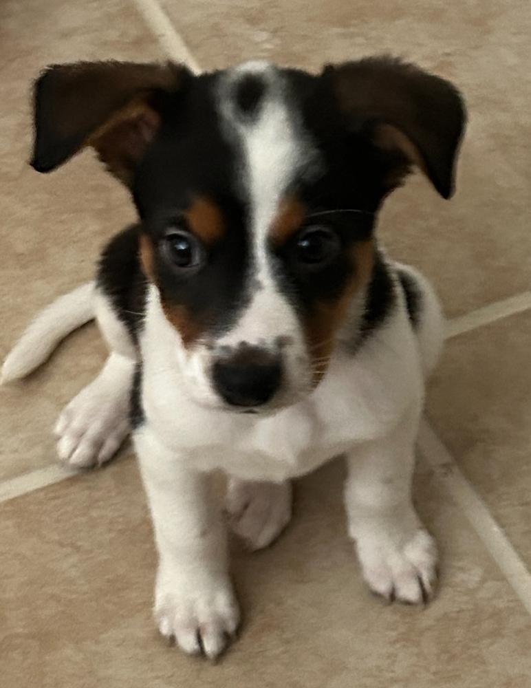 Enlarge Machi, a ADOPTABLE mixed breed in TUCSON, AZ image 2/3