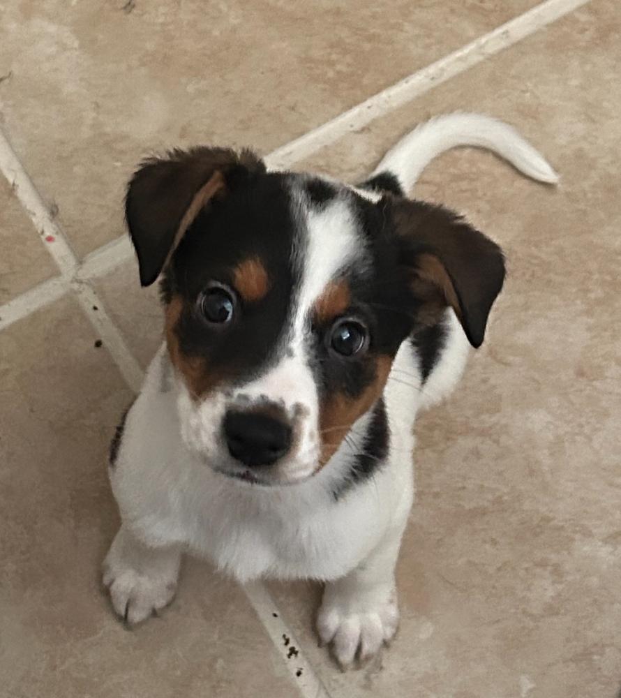 Enlarge Machi, a ADOPTABLE mixed breed in TUCSON, AZ image 3/3