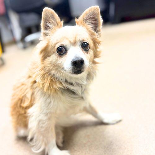 Enlarge BON BON, a Adoptable Chihuahua in Aurora, CO image 1/1