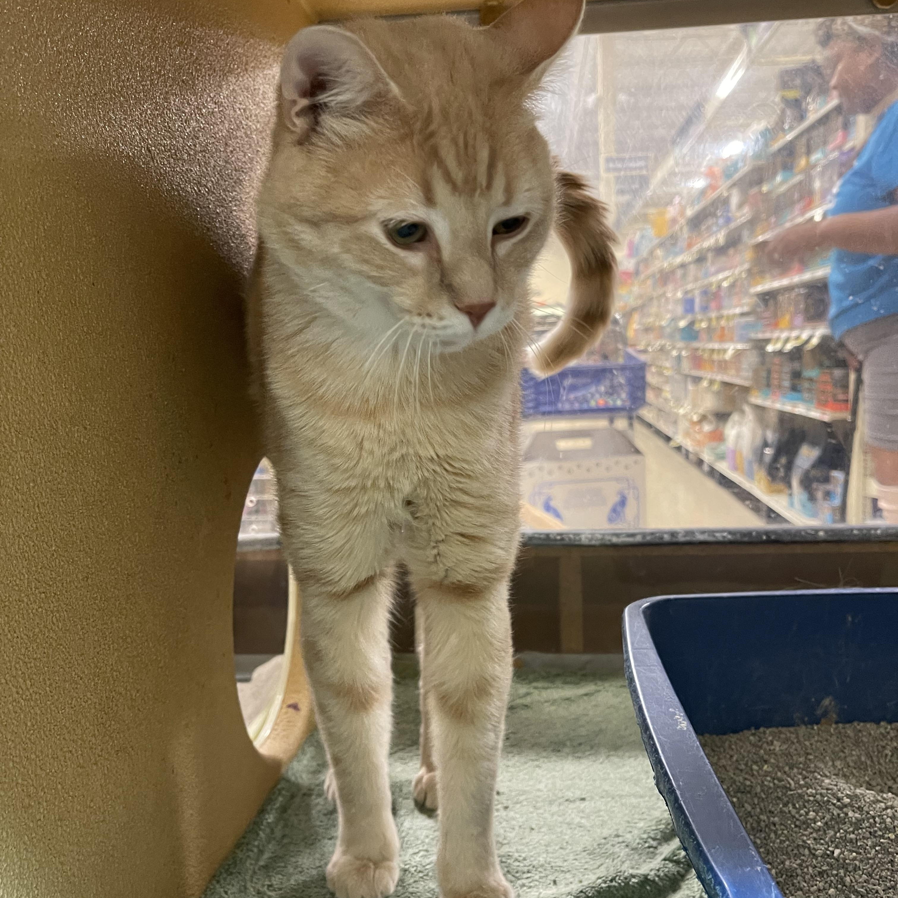 Glen, a ADOPTABLE Domestic Short Hair in Highland, IN image 2/3