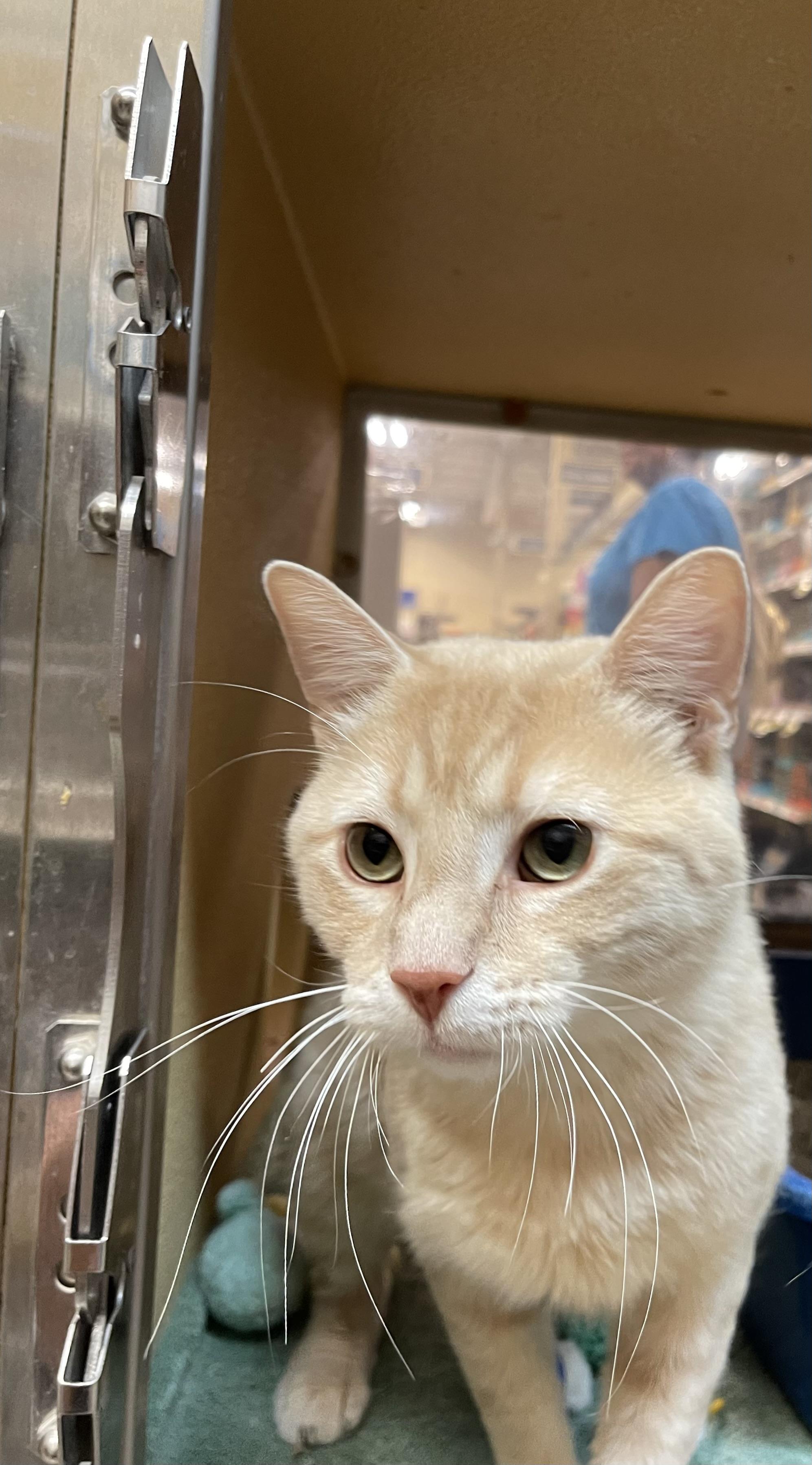 Glen, ADOPTABLE, Adult Male Domestic Short Hair.