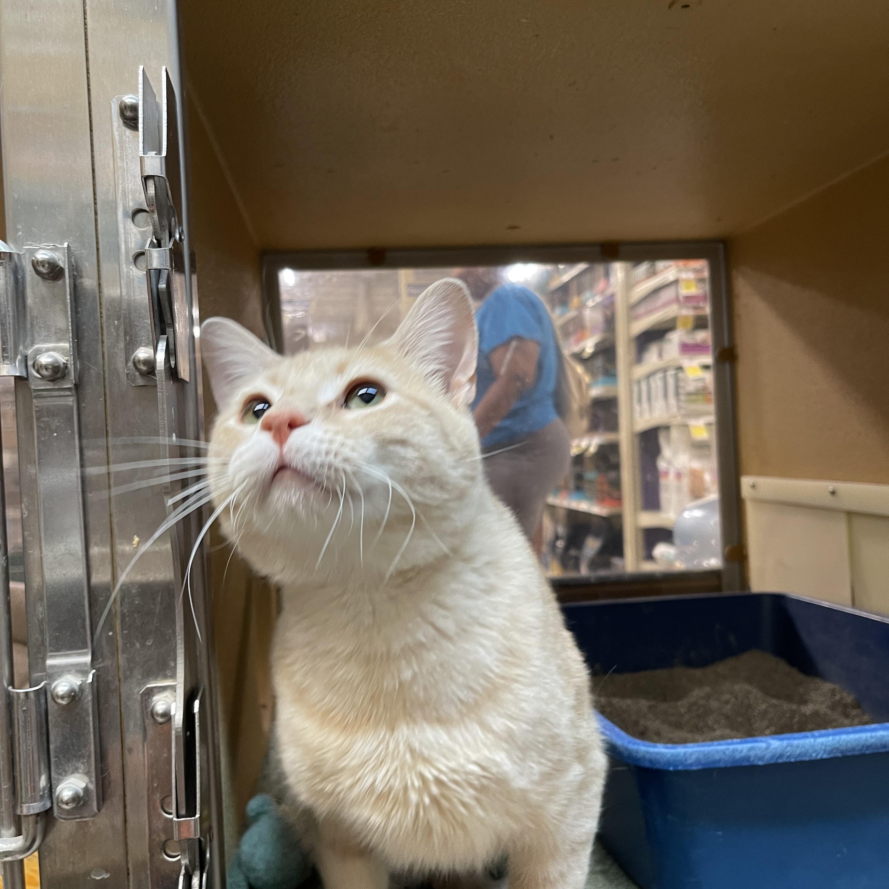 Glen, a ADOPTABLE Domestic Short Hair in Highland, IN image 3/3