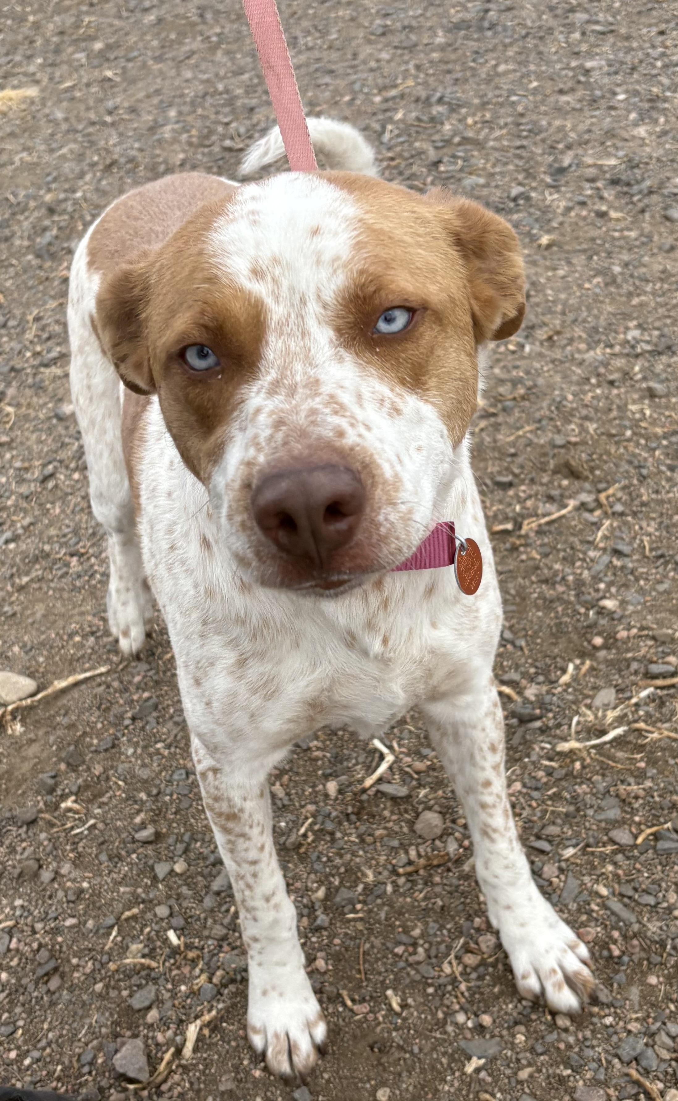 Kida, ADOPTABLE, Adult Female Labrador Retriever & Catahoula Leopard Dog.