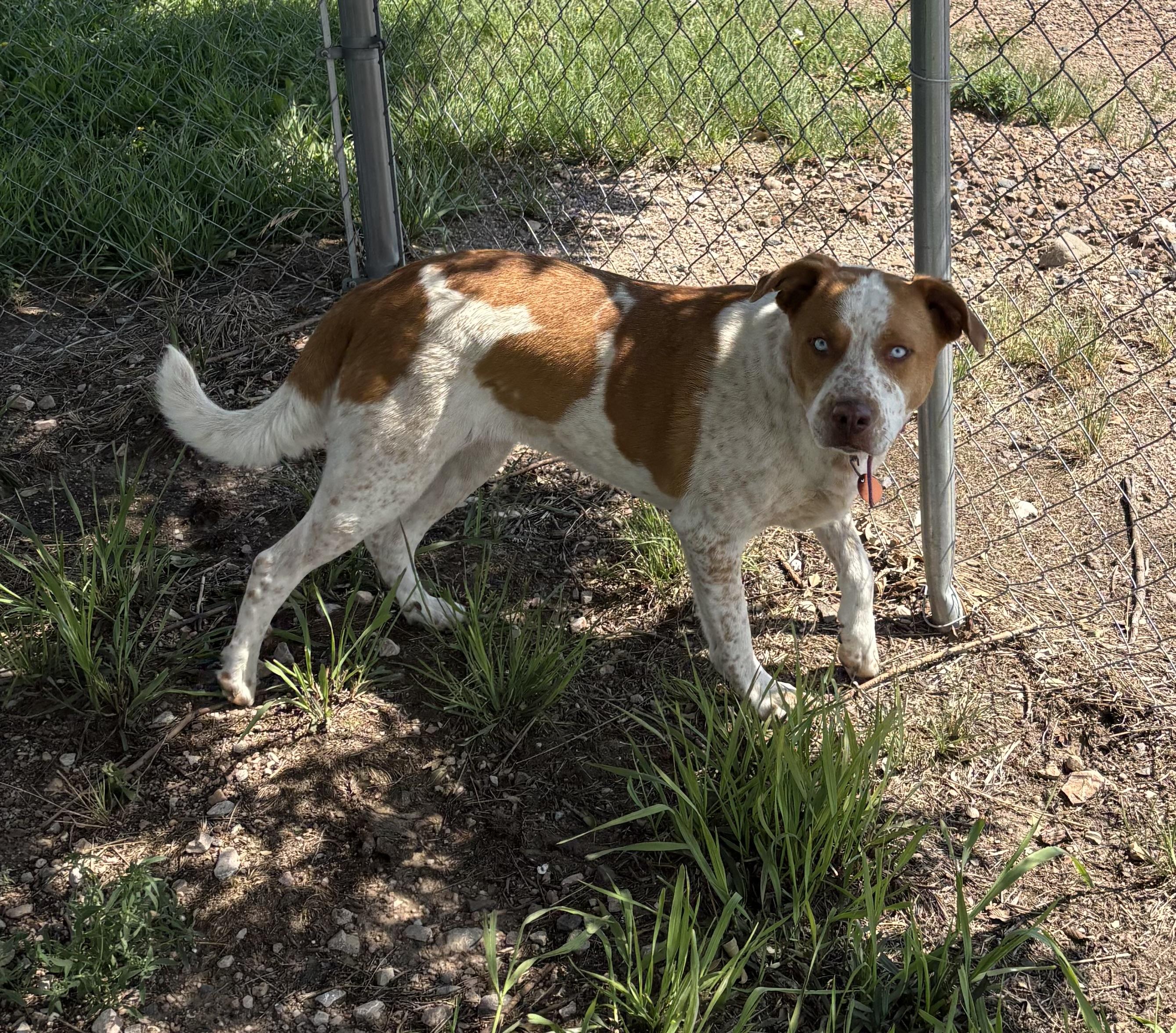 Kida, a ADOPTABLE mixed breed in Grant, NE image 6/6