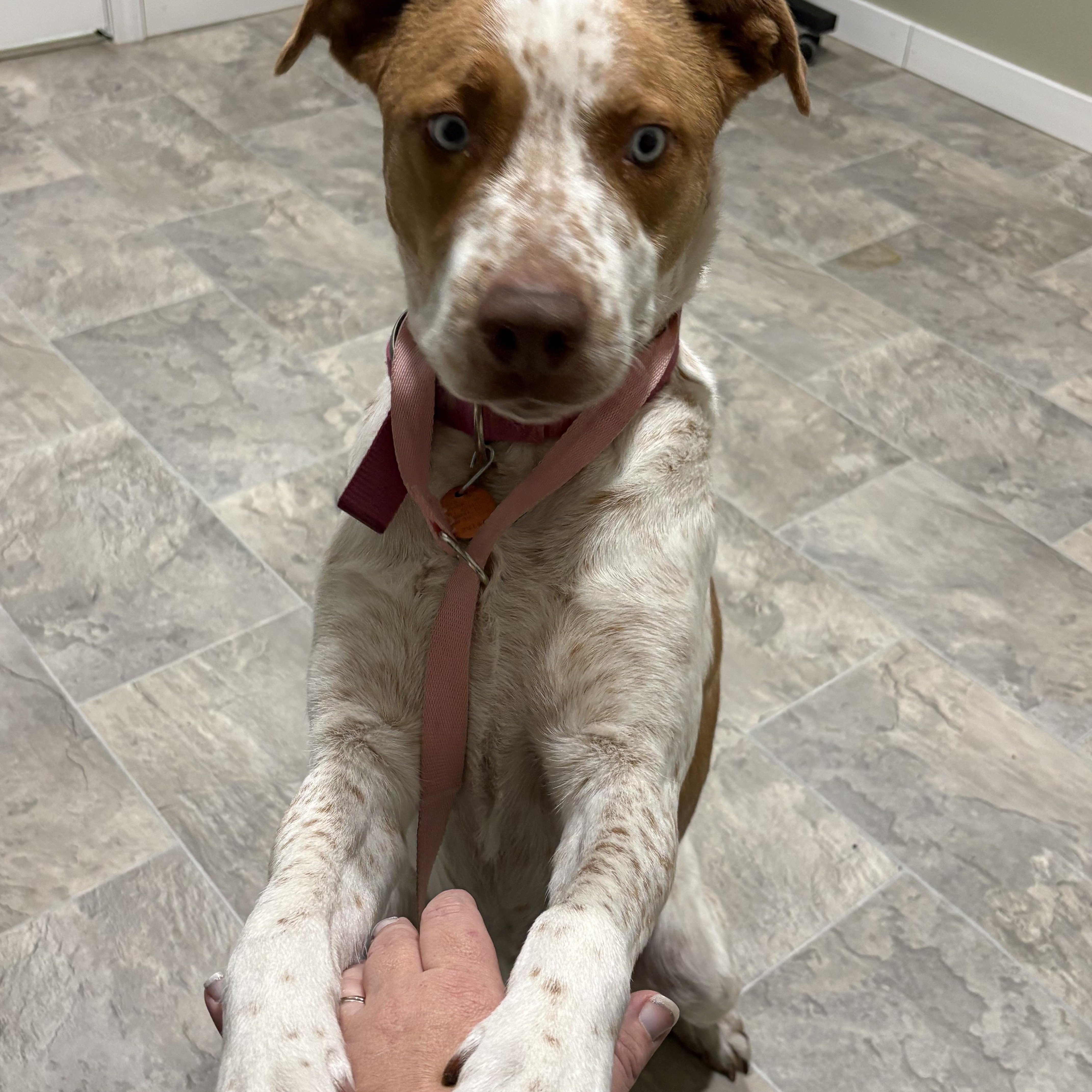 Enlarge Kida, a ADOPTABLE mixed breed in Grant, NE image 1/5