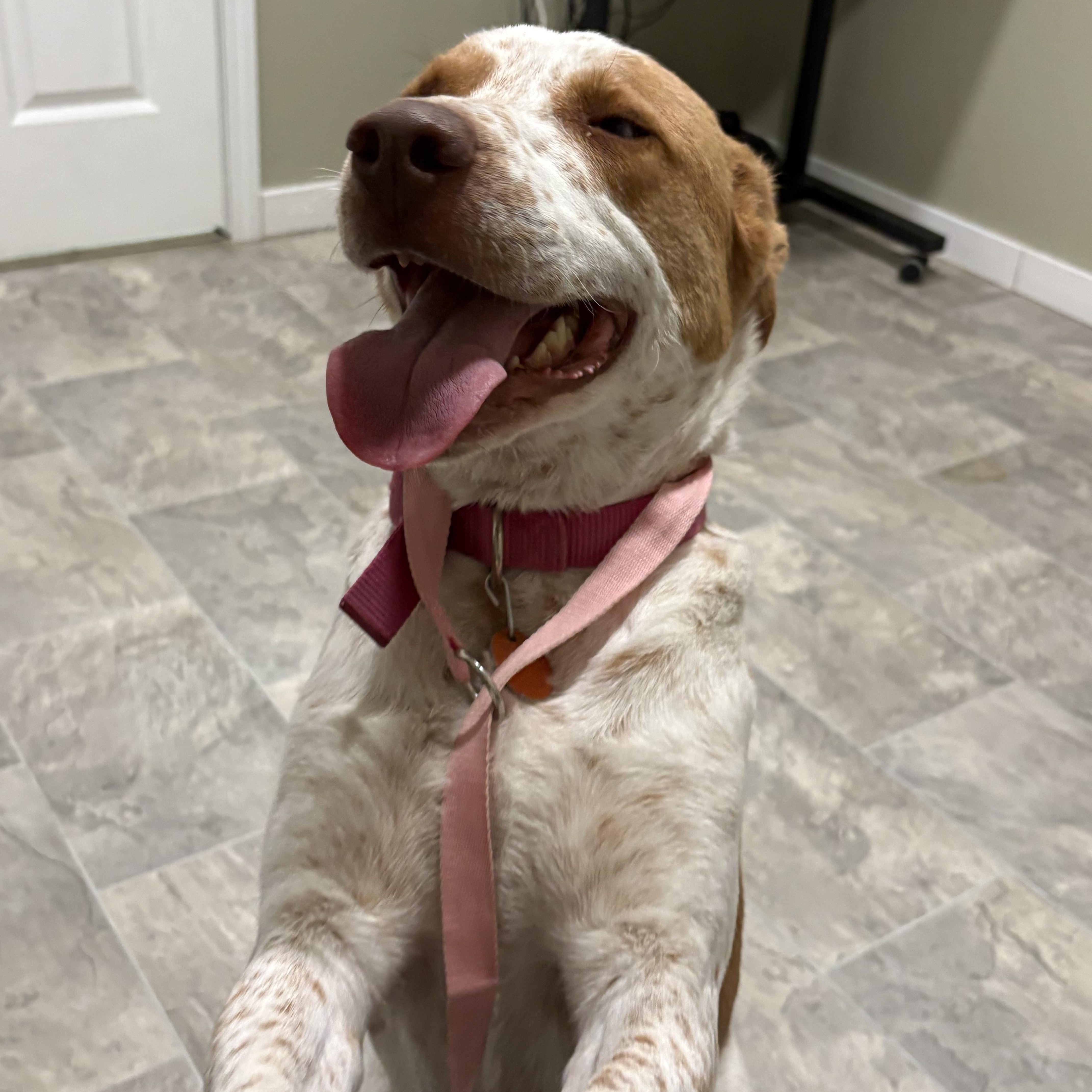 Enlarge Kida, a ADOPTABLE mixed breed in Grant, NE image 5/5