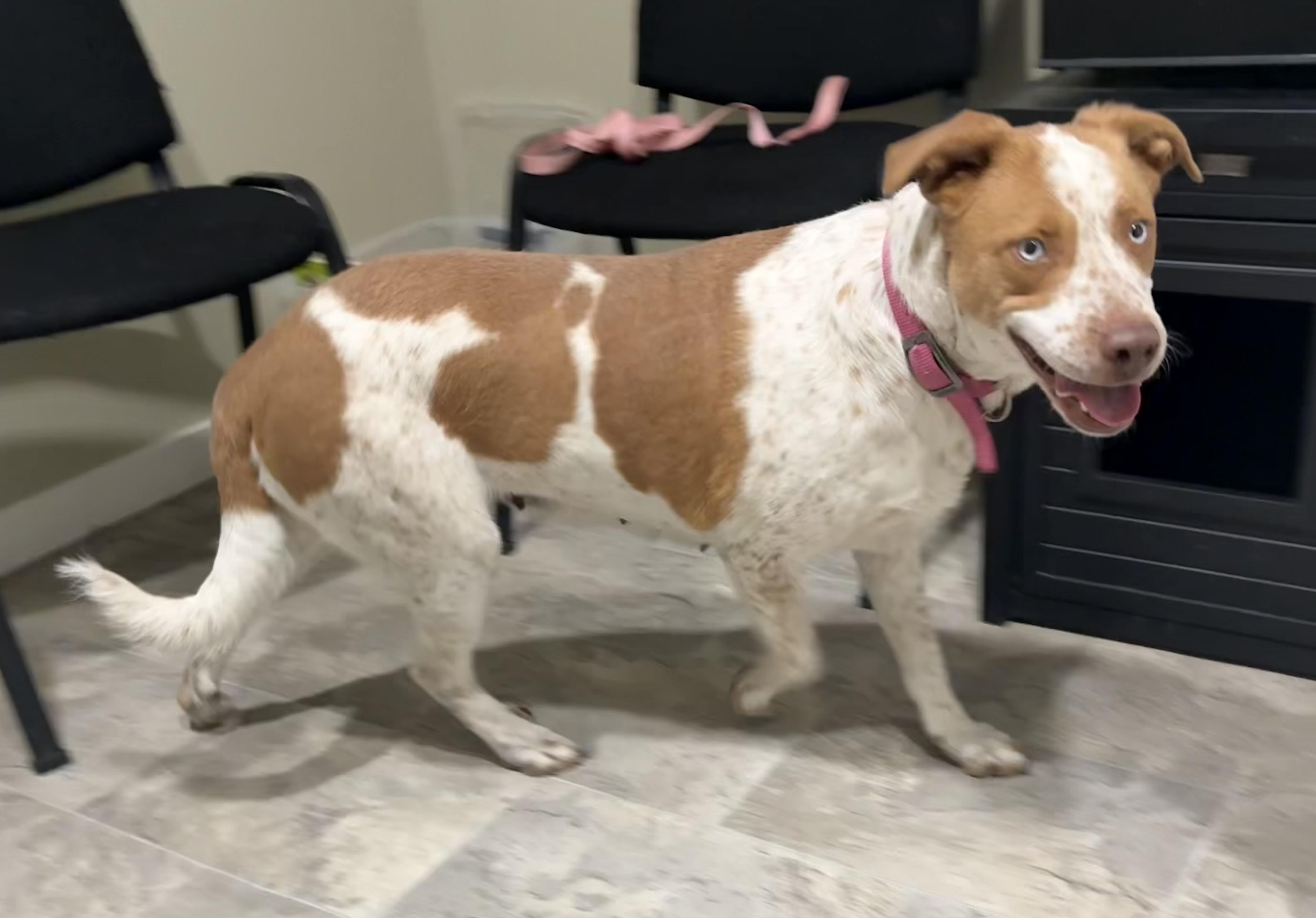 Enlarge Kida, a ADOPTABLE mixed breed in Grant, NE image 3/5