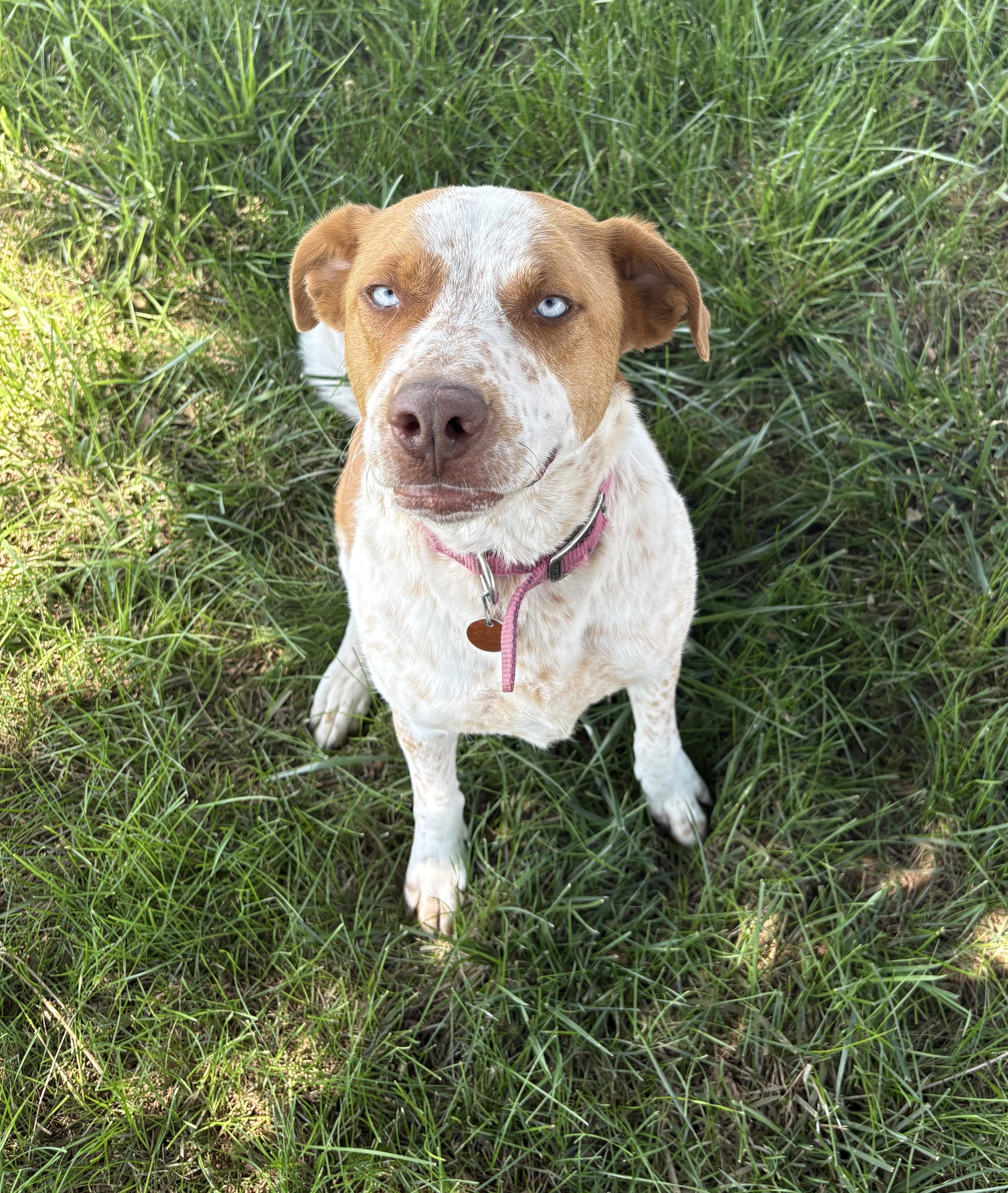 Kida, a ADOPTABLE mixed breed in Grant, NE image 1/6