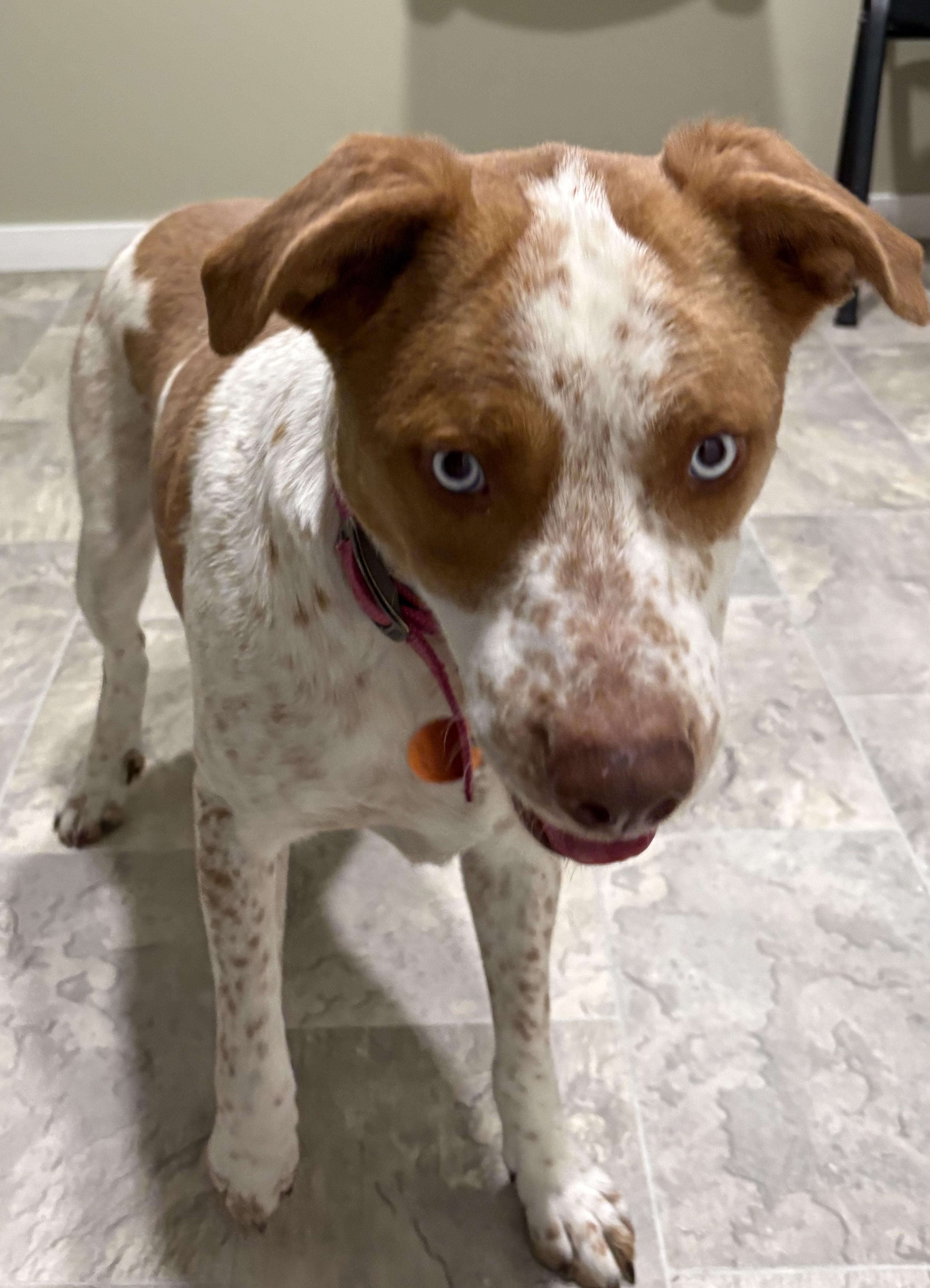 Enlarge Kida, a ADOPTABLE mixed breed in Grant, NE image 2/5