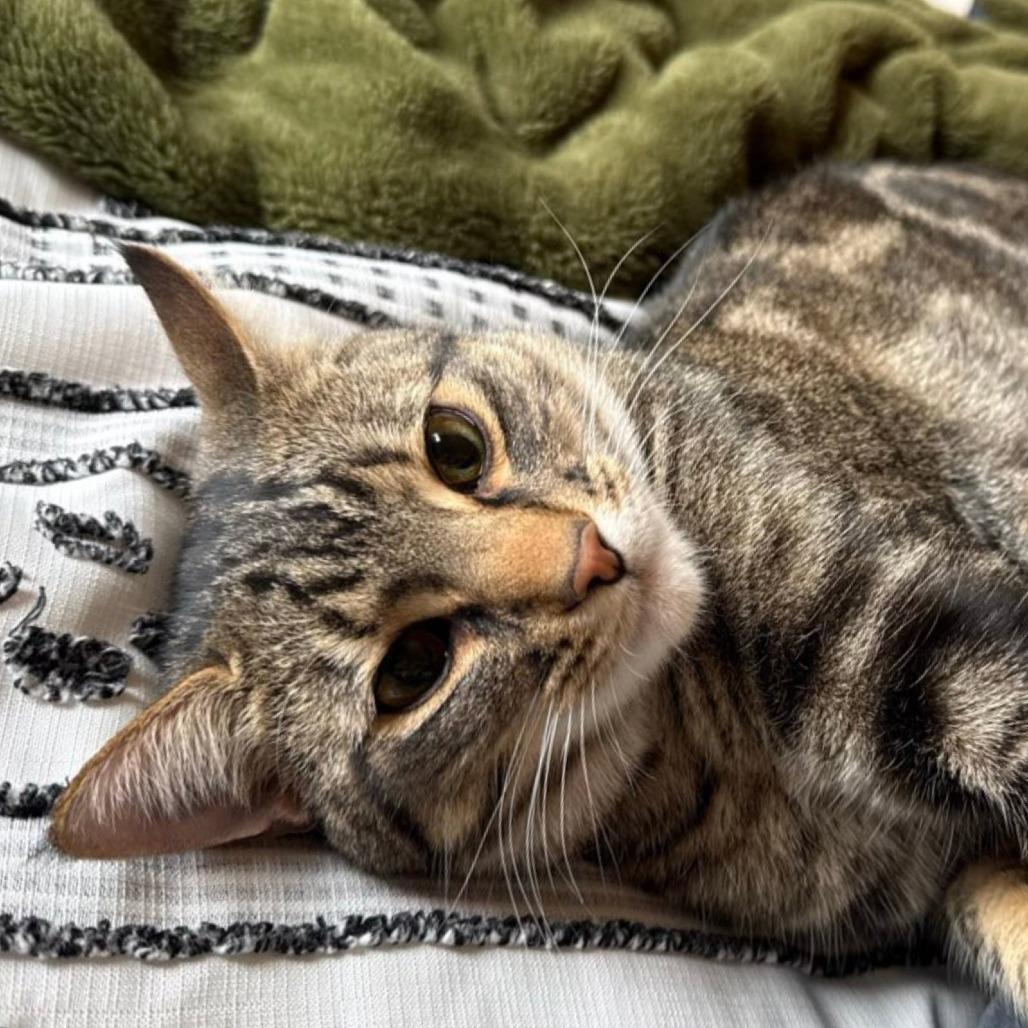 Enlarge Poke`, a Adoptable Domestic Short Hair in Laramie, WY image 2/4