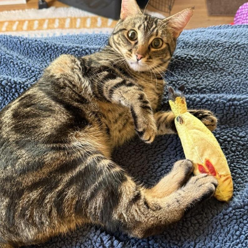 Enlarge Poke`, a Adoptable Domestic Short Hair in Laramie, WY image 3/4