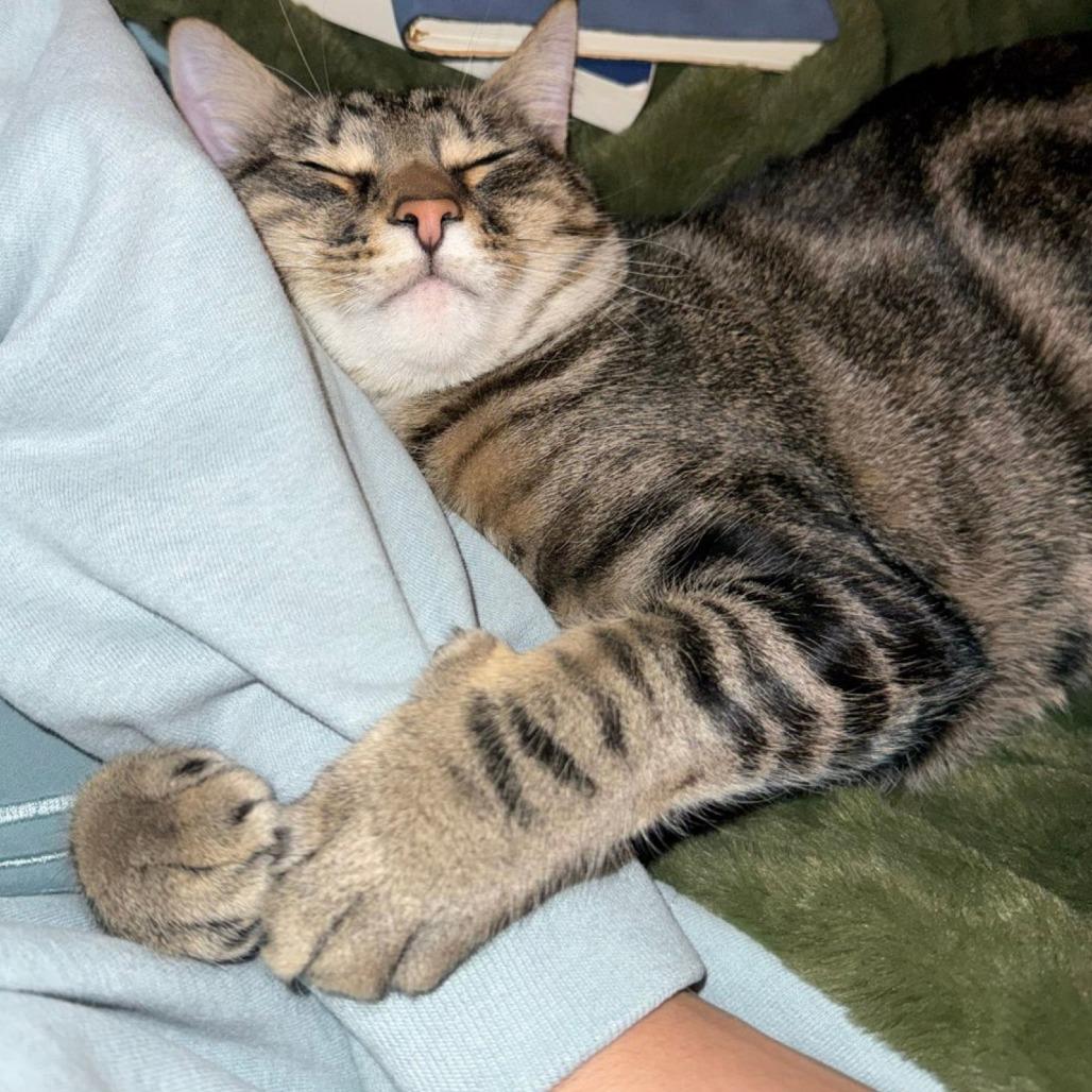 Enlarge Poke`, a Adoptable Domestic Short Hair in Laramie, WY image 4/4