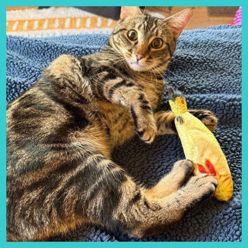 Enlarge Poke`, a Adoptable Domestic Short Hair in Laramie, WY image 4/4