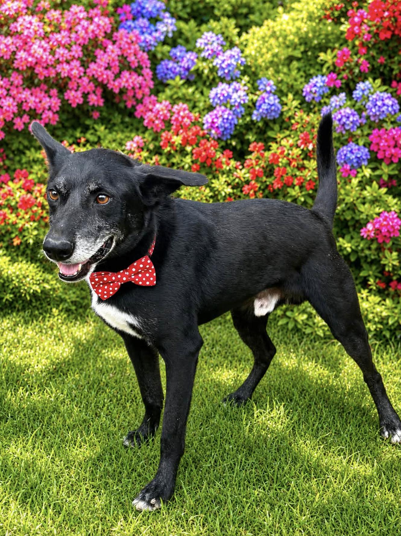 Border Collies for Adoption in Edgemere, Maryland | Petfinder