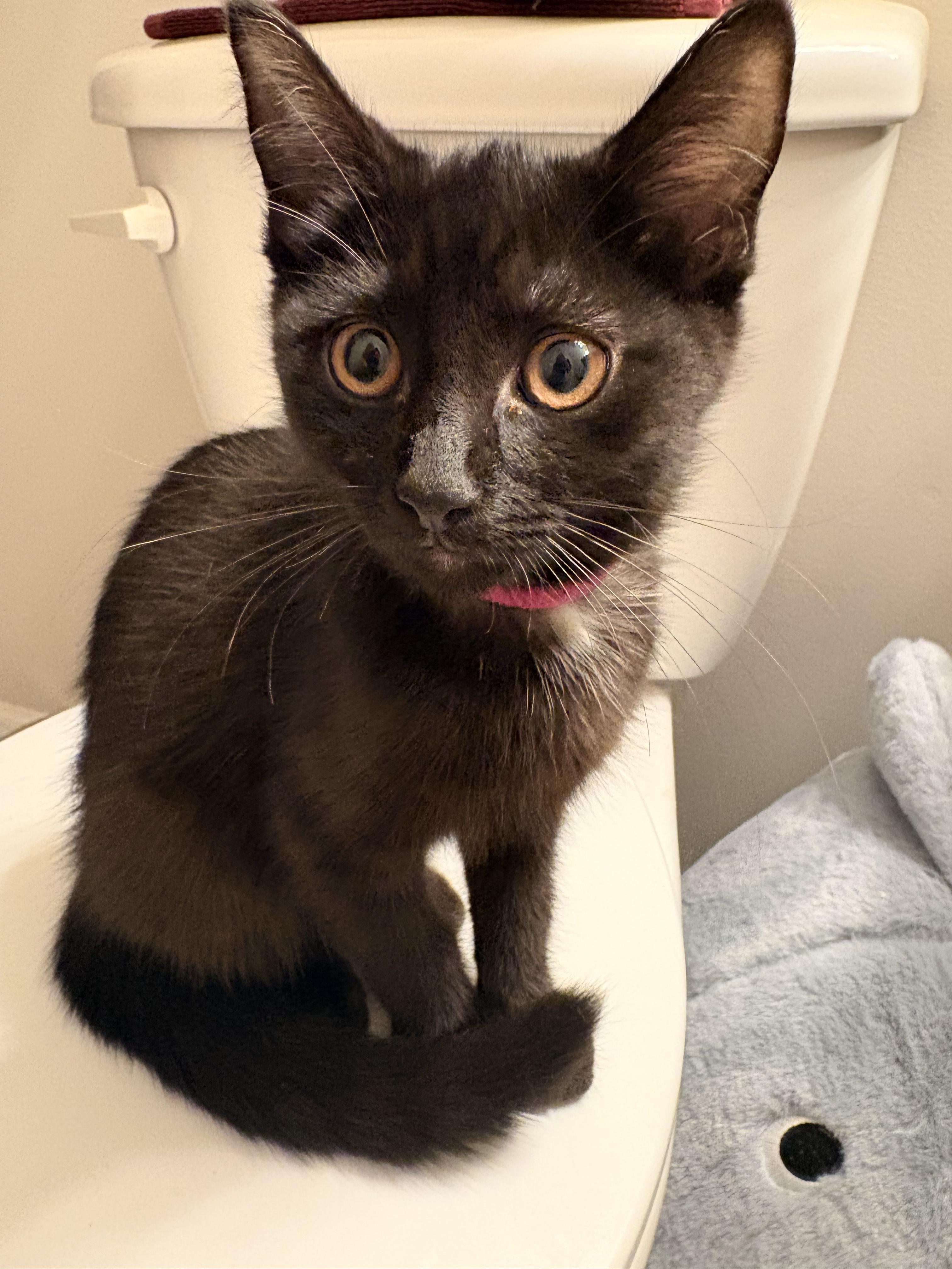 Pomelo, a ADOPTABLE Domestic Short Hair in Columbus, OH image 2/6