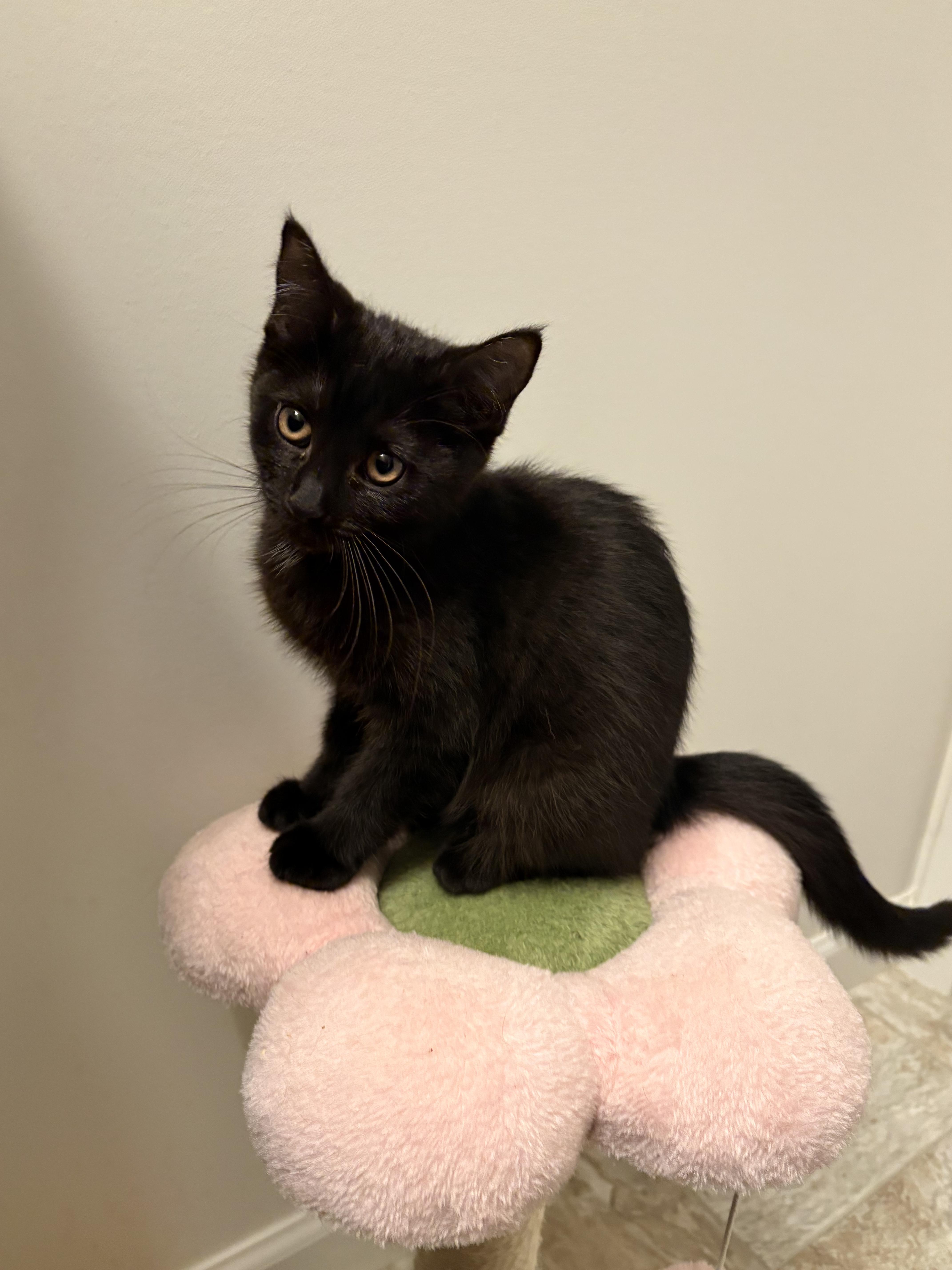 Pomelo, a ADOPTABLE Domestic Short Hair in Columbus, OH image 1/6