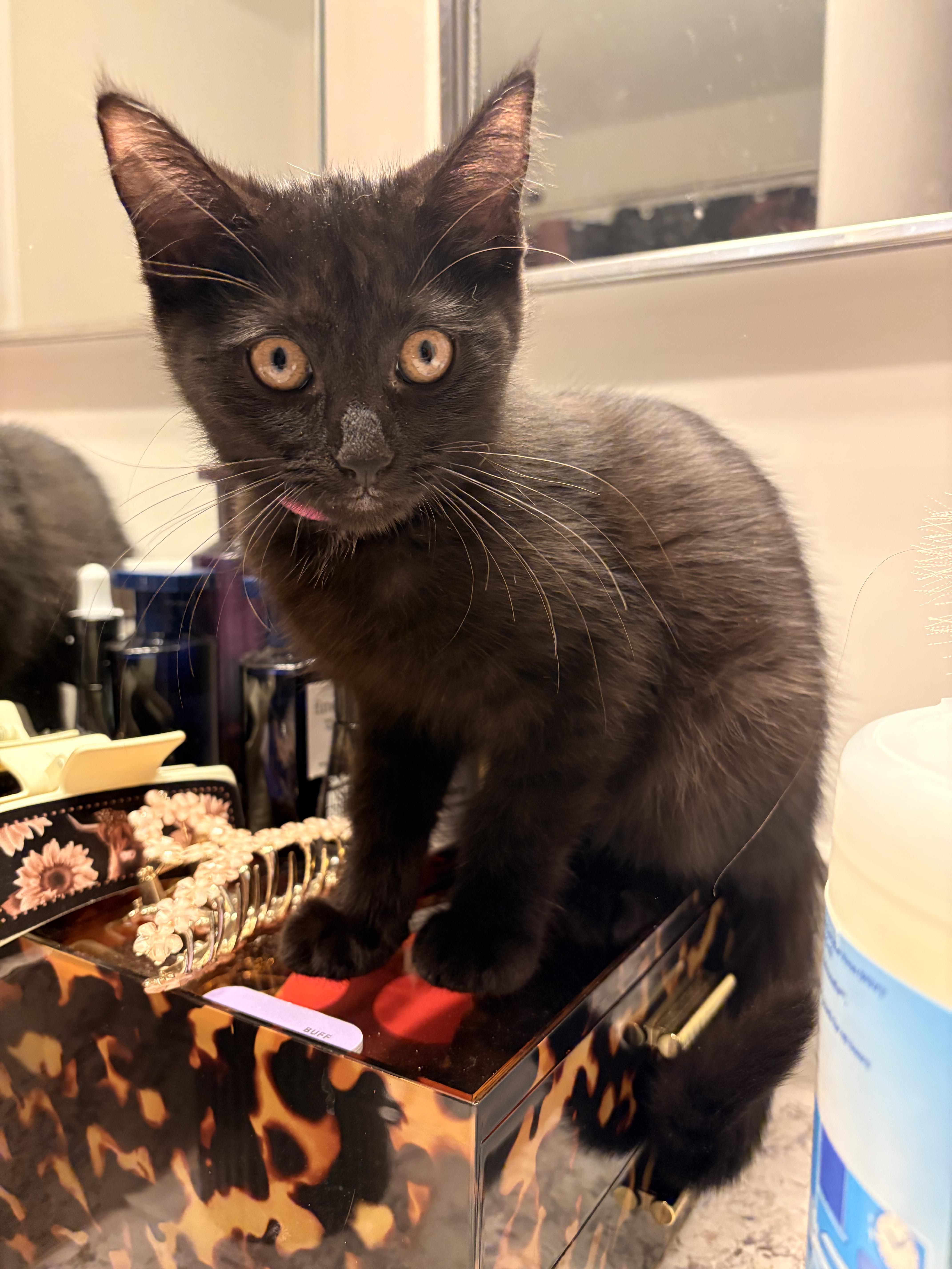 Pomelo, a ADOPTABLE Domestic Short Hair in Columbus, OH image 6/6