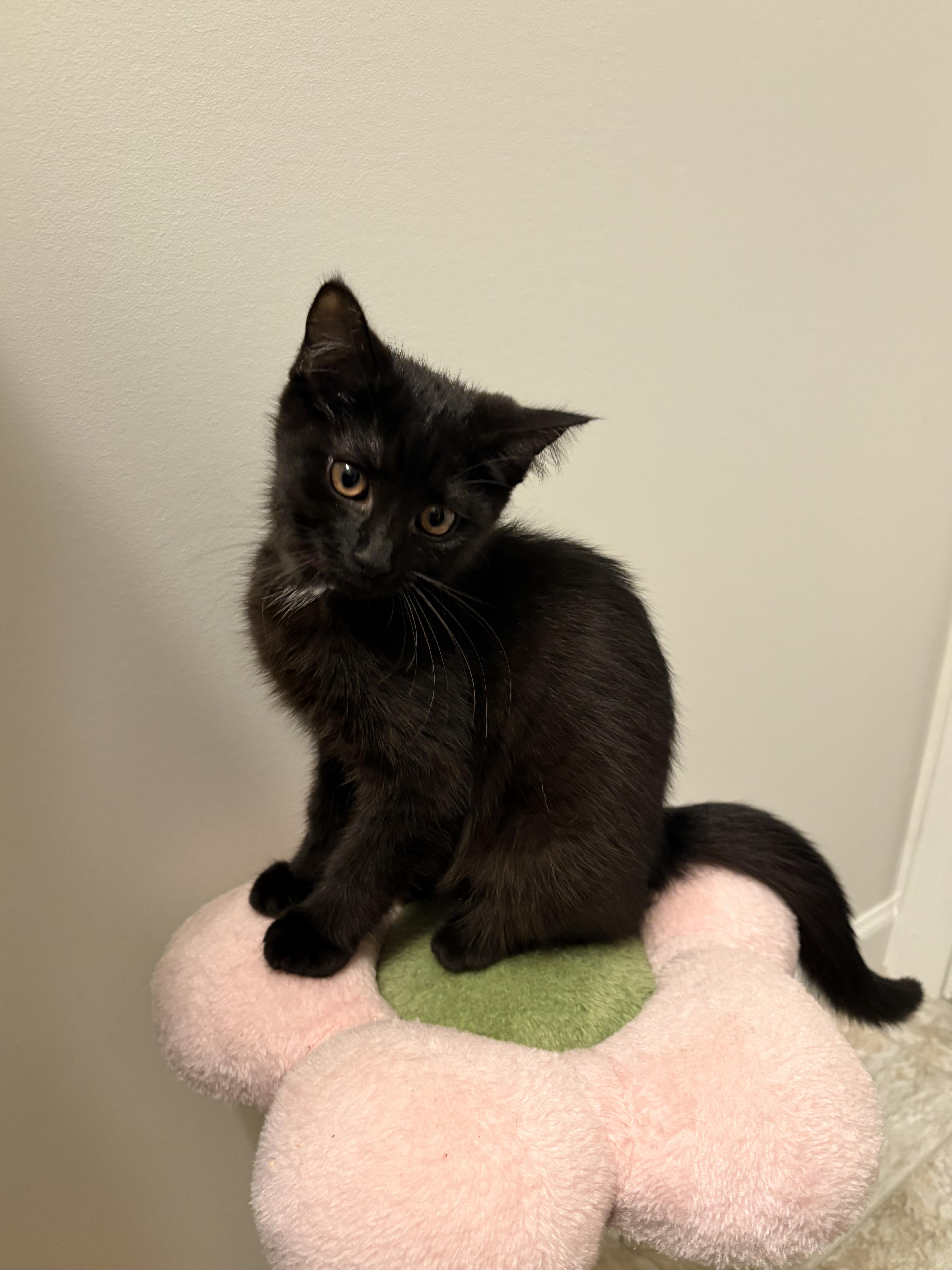 Pomelo, a ADOPTABLE Domestic Short Hair in Columbus, OH image 5/6
