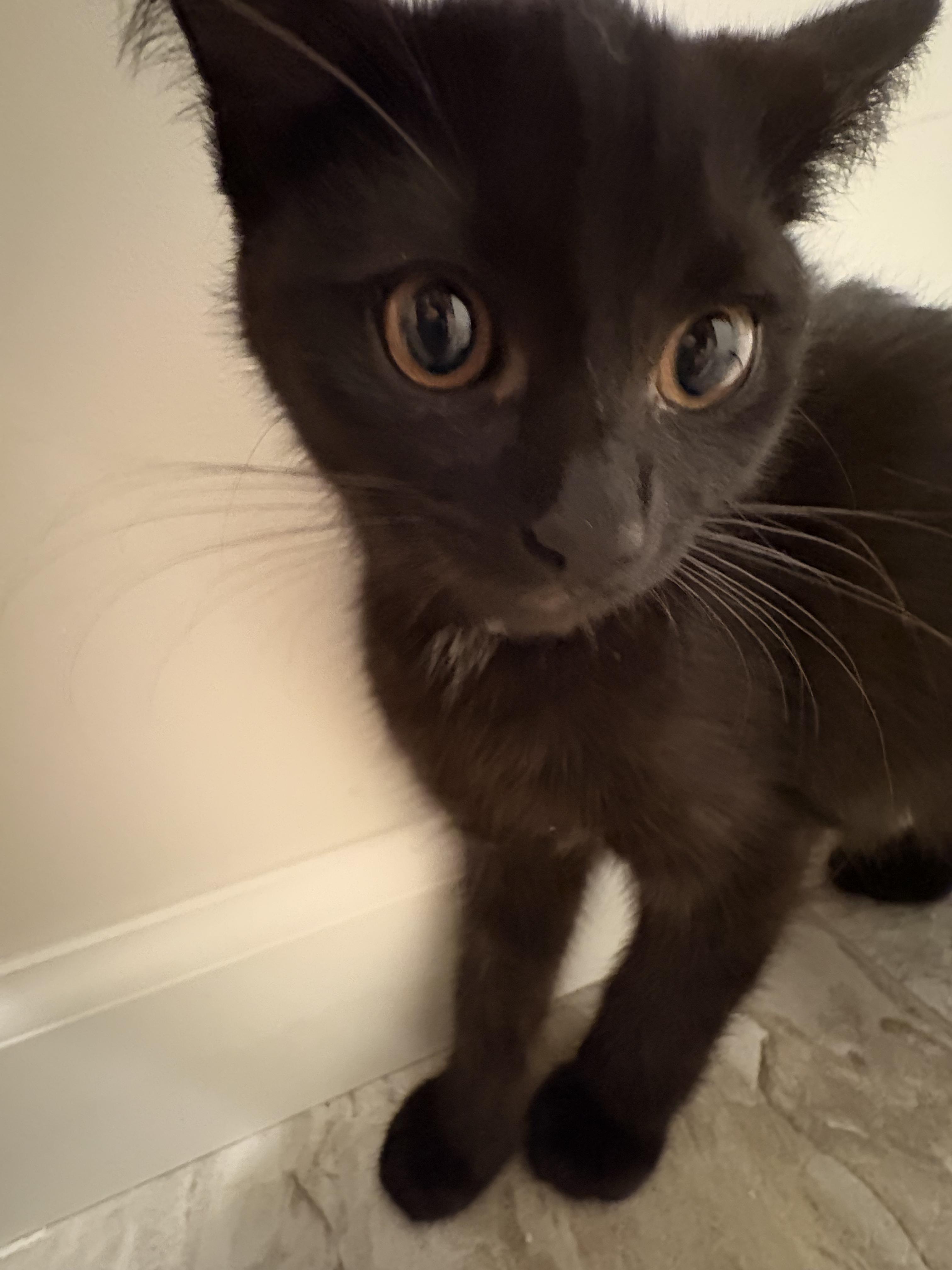 Pomelo, a ADOPTABLE Domestic Short Hair in Columbus, OH image 4/6