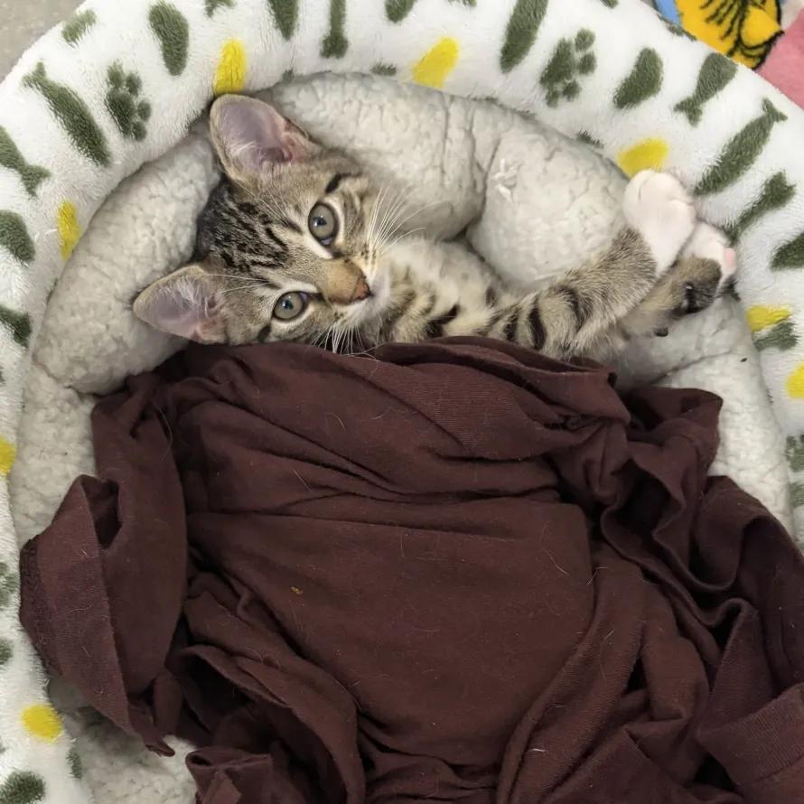 Enlarge Ellie, an adopted Domestic Short Hair in Weehawken, NJ image 4/5