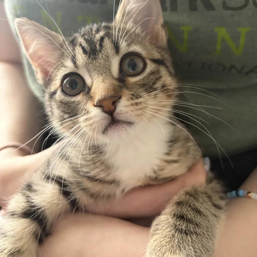 Ellie, adopted, Kitten Female Domestic Short Hair.