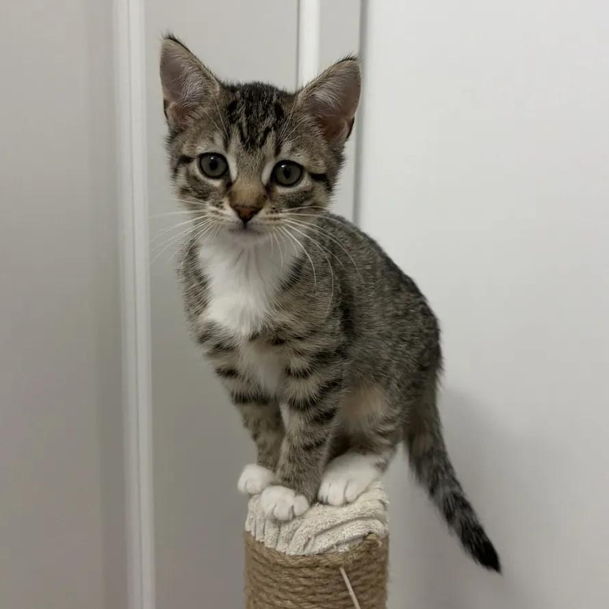 Enlarge Ellie, an adopted Domestic Short Hair in Weehawken, NJ image 2/5