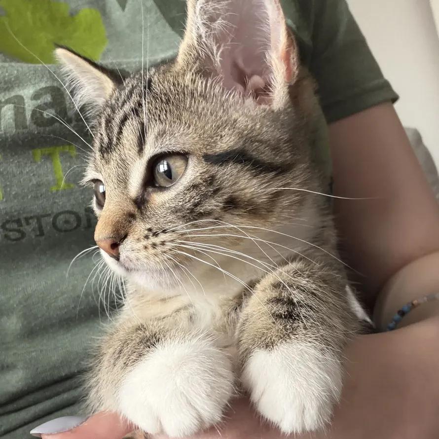 Enlarge Ellie, an adopted Domestic Short Hair in Weehawken, NJ image 3/5