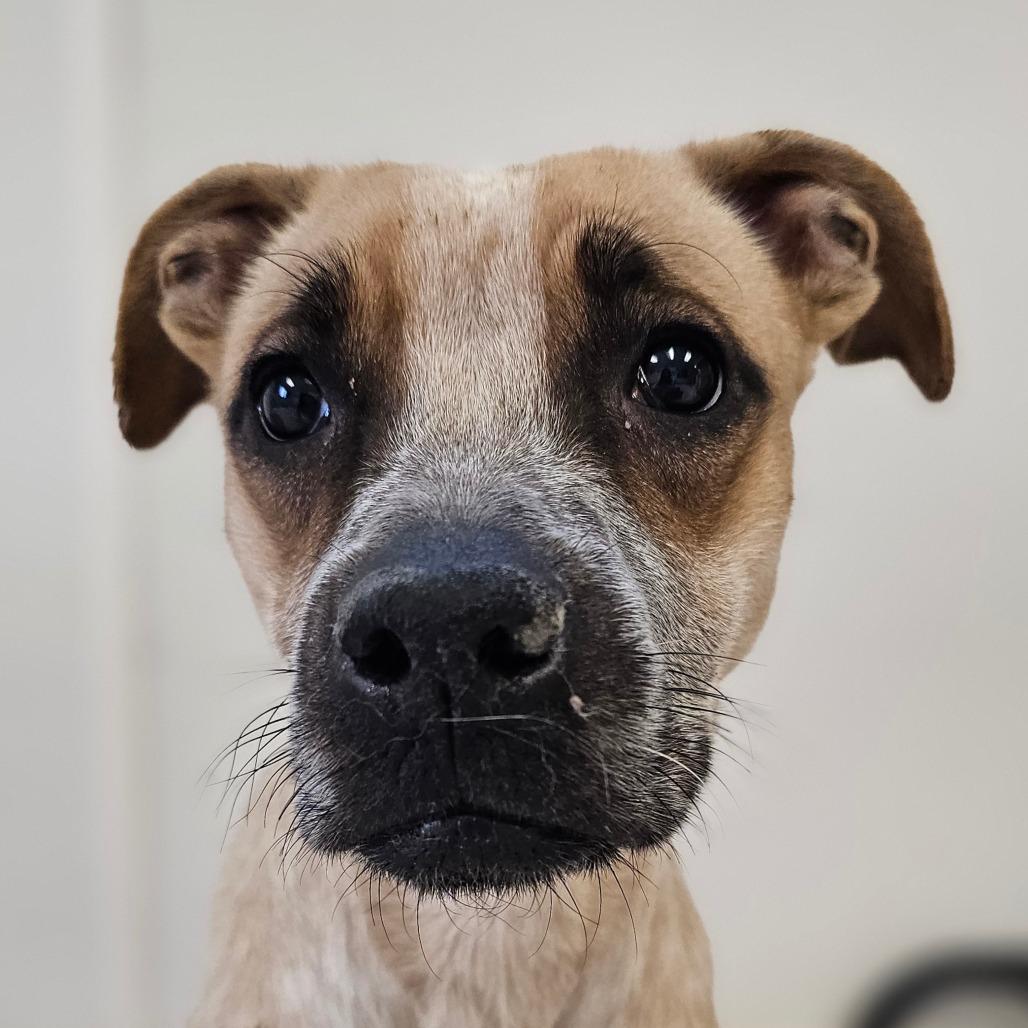 Luna, Adoptable, Adult Female Mixed Breed.