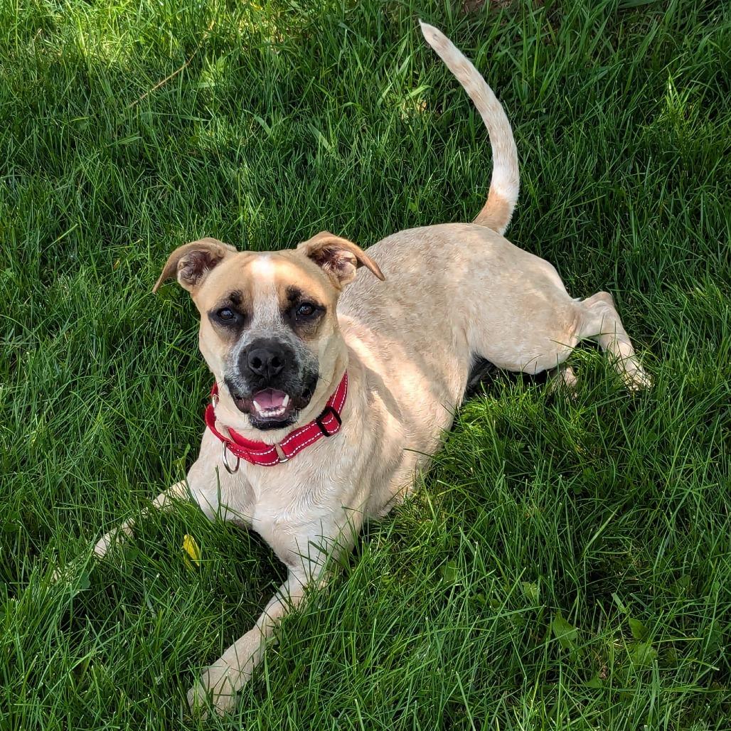 Enlarge Luna, a Adoptable Mixed Breed in Marysville, OH image 2/2