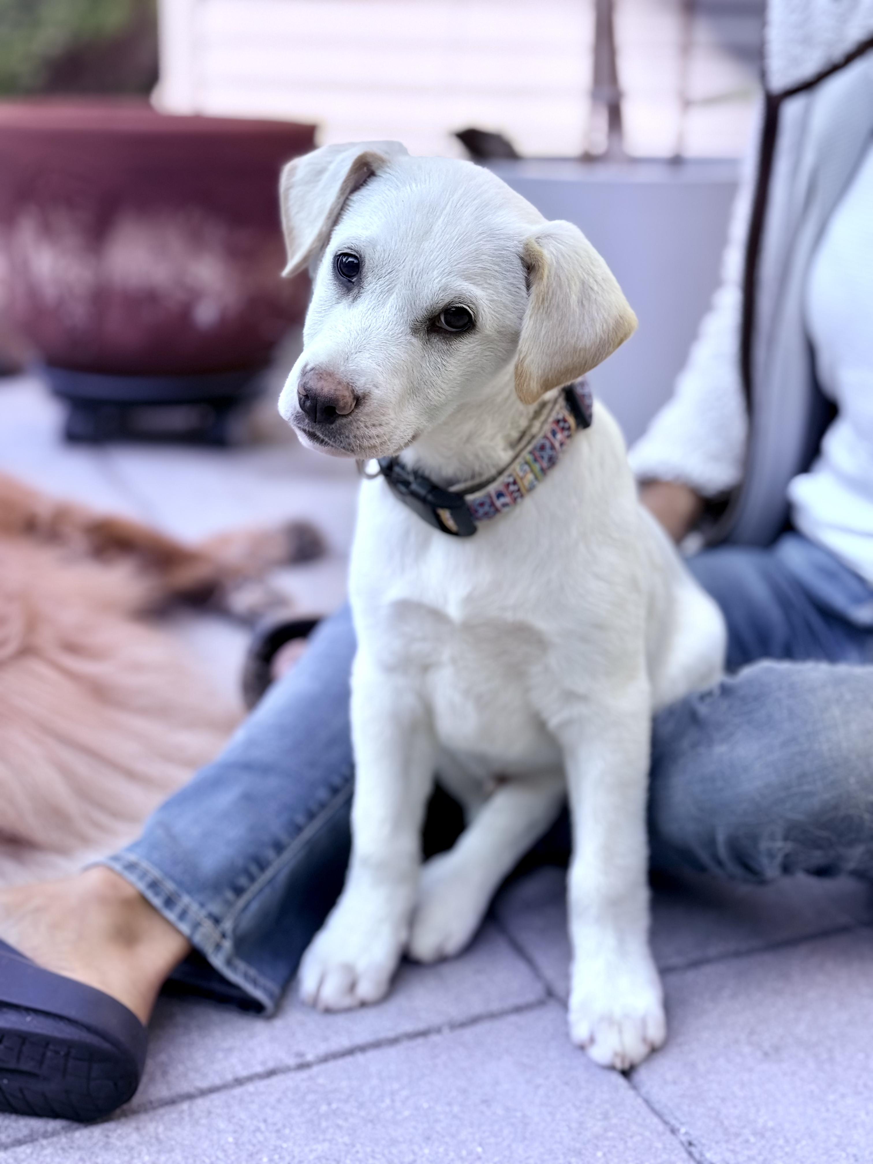 Enlarge Ben and Jerry Litter_Jerry, a Adoptable mixed breed in Redwood City, CA image 1/6