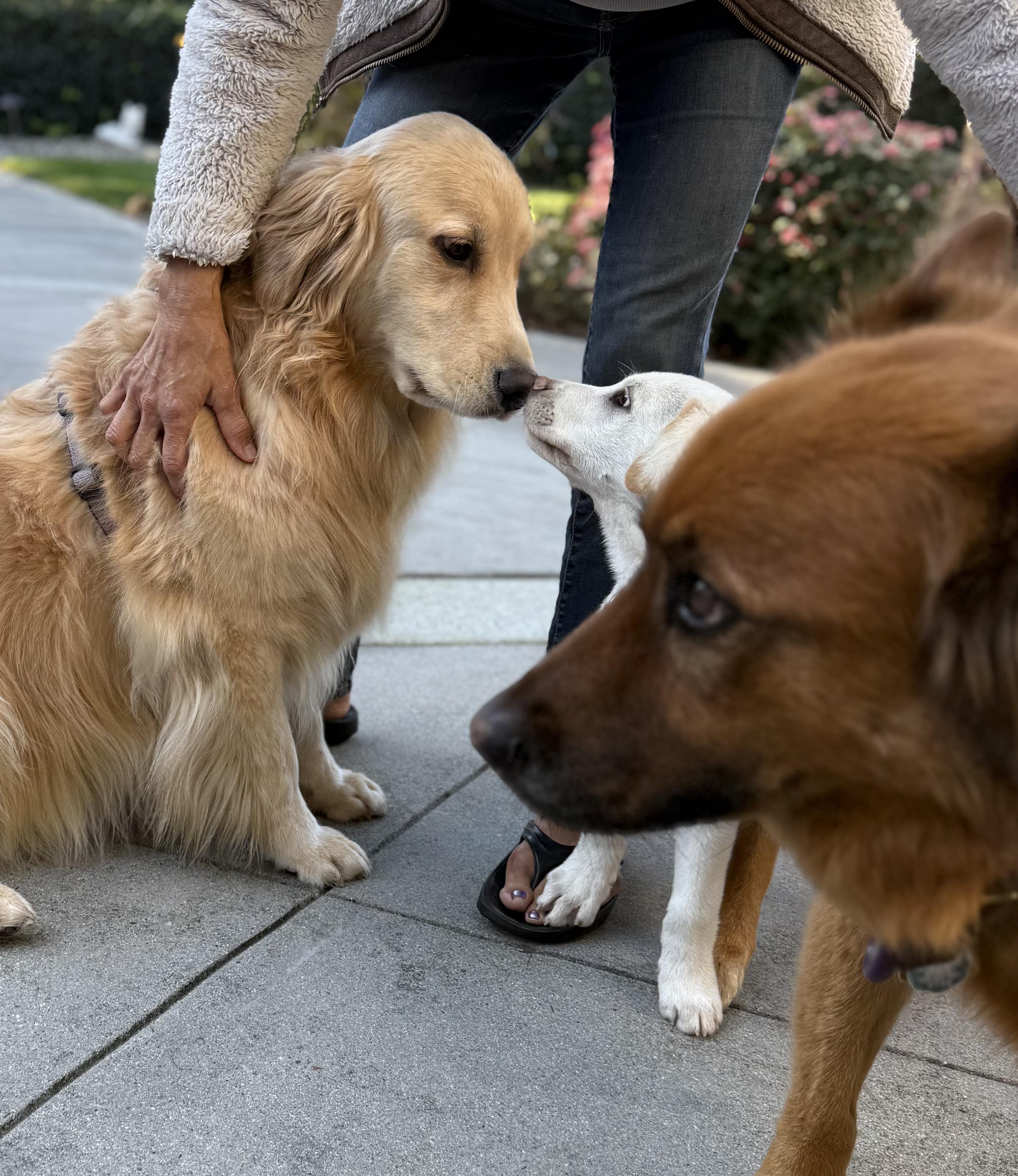 Enlarge Ben and Jerry Litter_Jerry, a Adoptable mixed breed in Redwood City, CA image 2/6