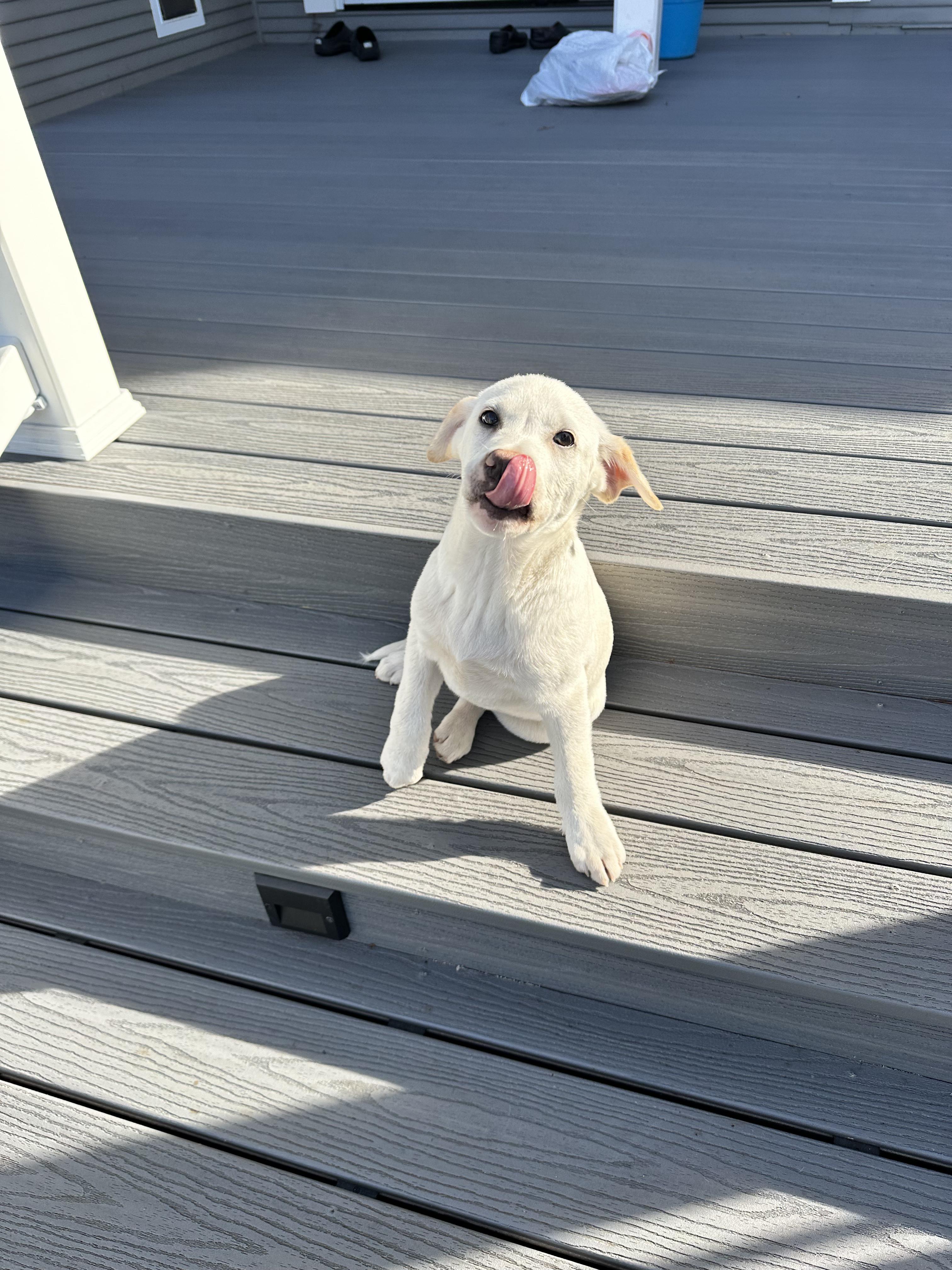 Enlarge Ben and Jerry Litter_Jerry, a Adoptable mixed breed in Redwood City, CA image 3/6