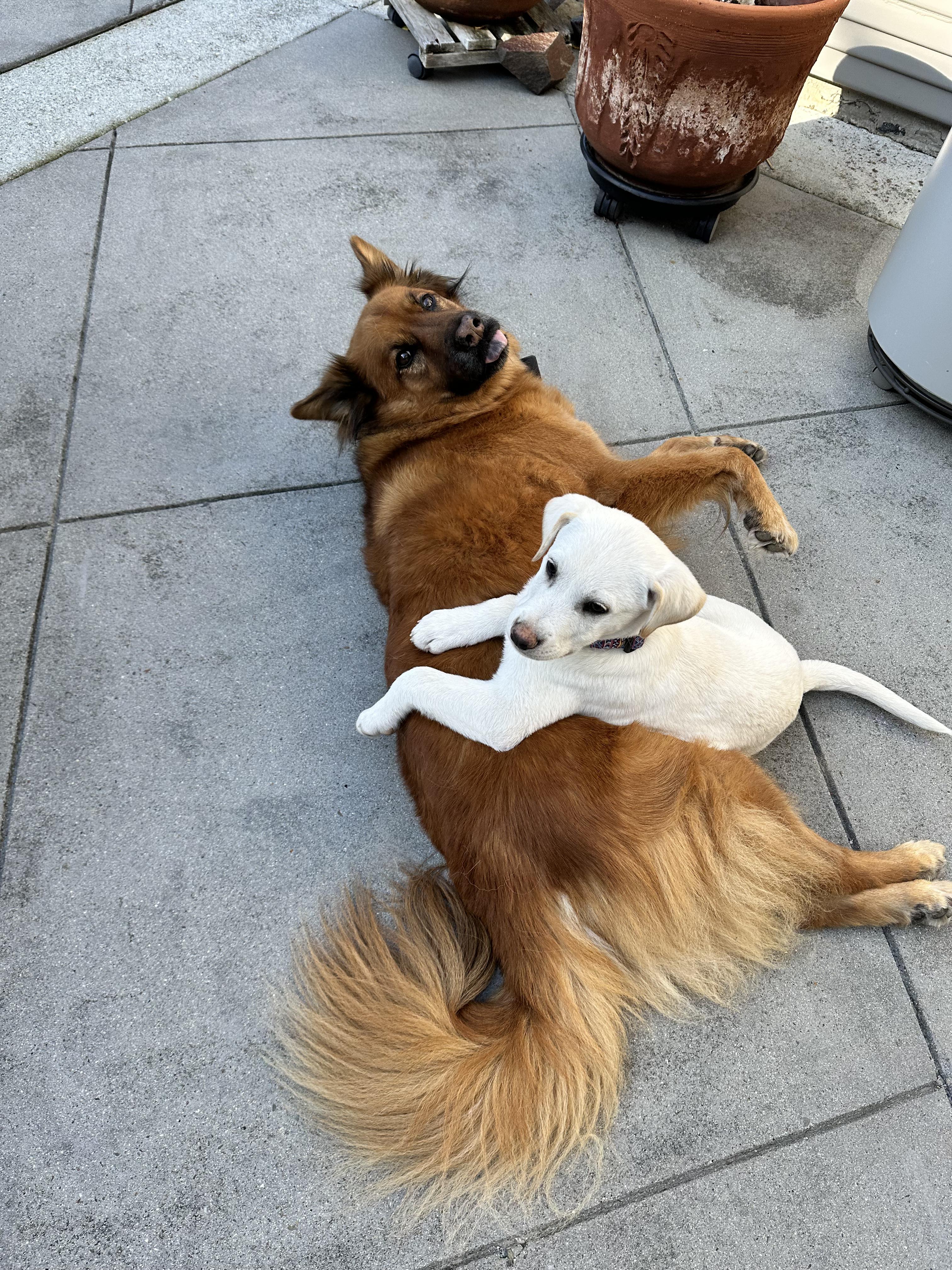 Enlarge Ben and Jerry Litter_Jerry, a Adoptable mixed breed in Redwood City, CA image 4/6