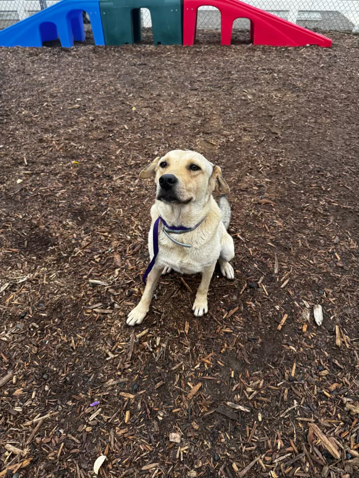 Enlarge Ben and Jerry Litter_Jerry, a Adoptable mixed breed in Redwood City, CA image 5/6