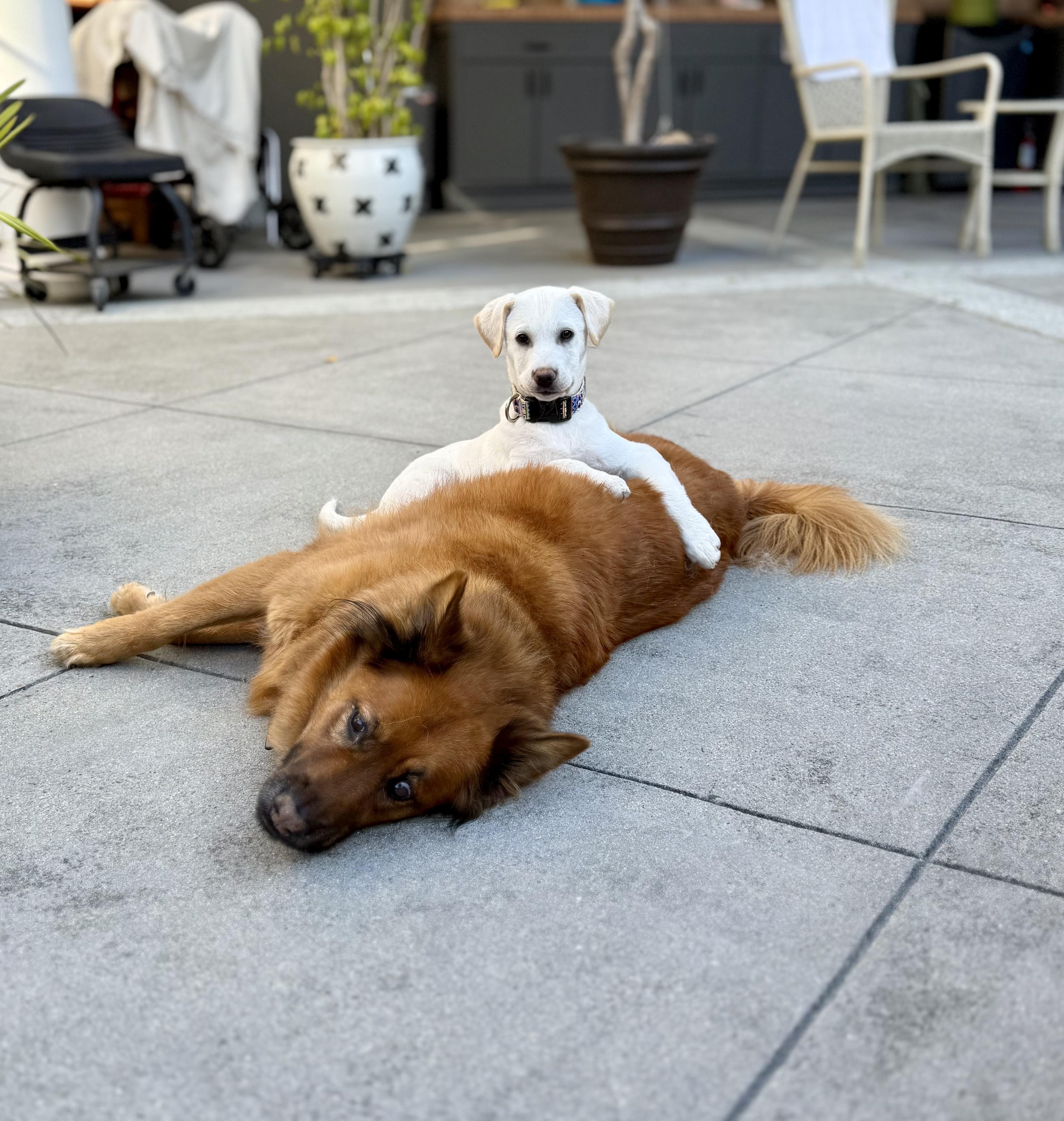Enlarge Ben and Jerry Litter_Jerry, a Adoptable mixed breed in Redwood City, CA image 6/6
