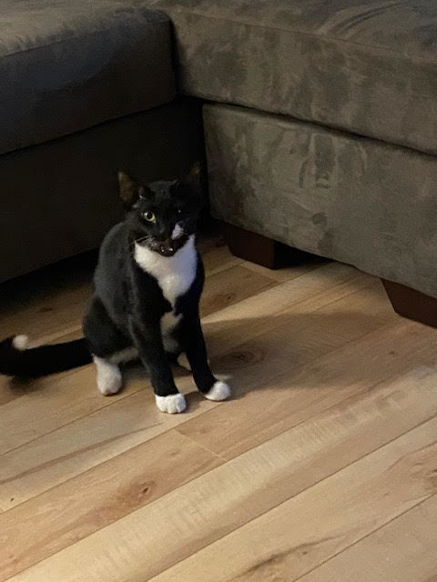 Chaplin, a Adoptable mixed breed in Fredericton, NB image 1/4