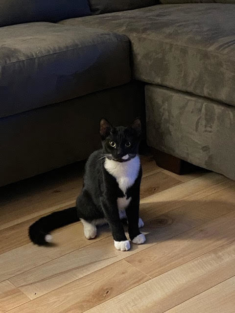 Chaplin, a Adoptable mixed breed in Fredericton, NB image 2/4