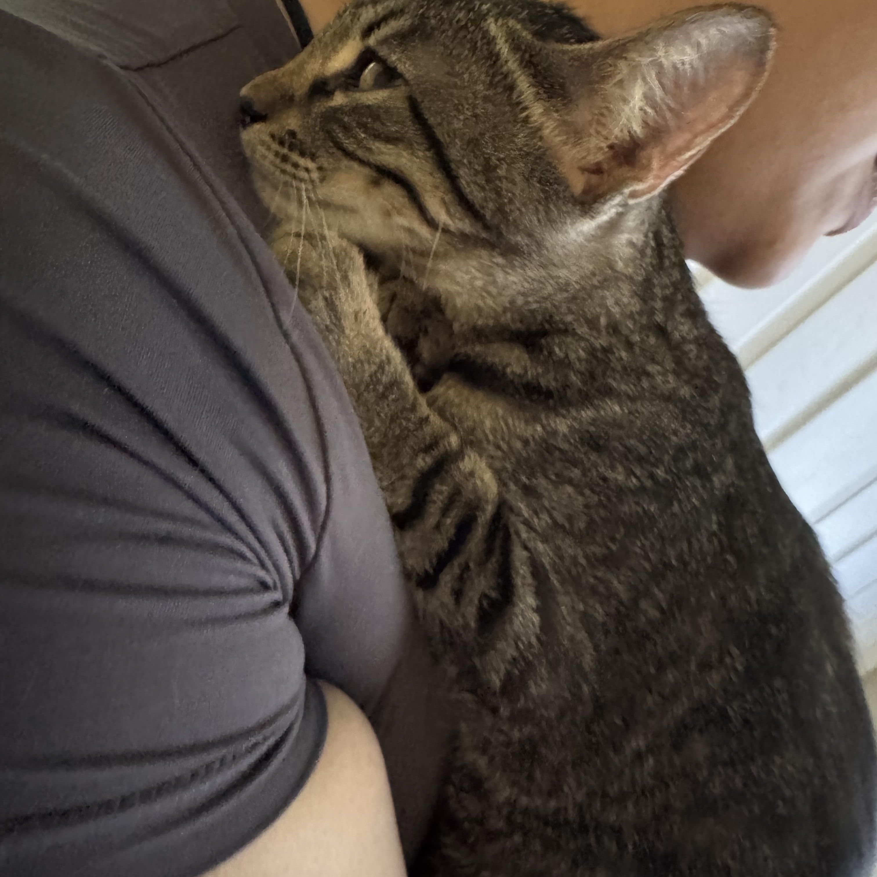 3 sweet kittens for adoption