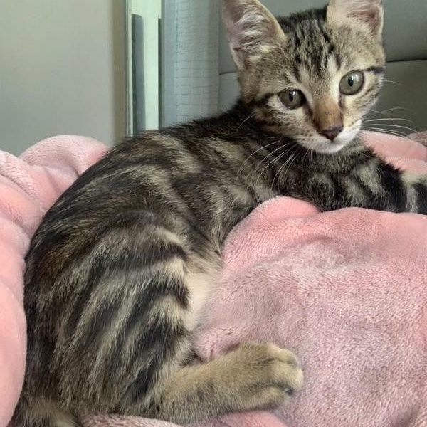 3 sweet kittens for adoption