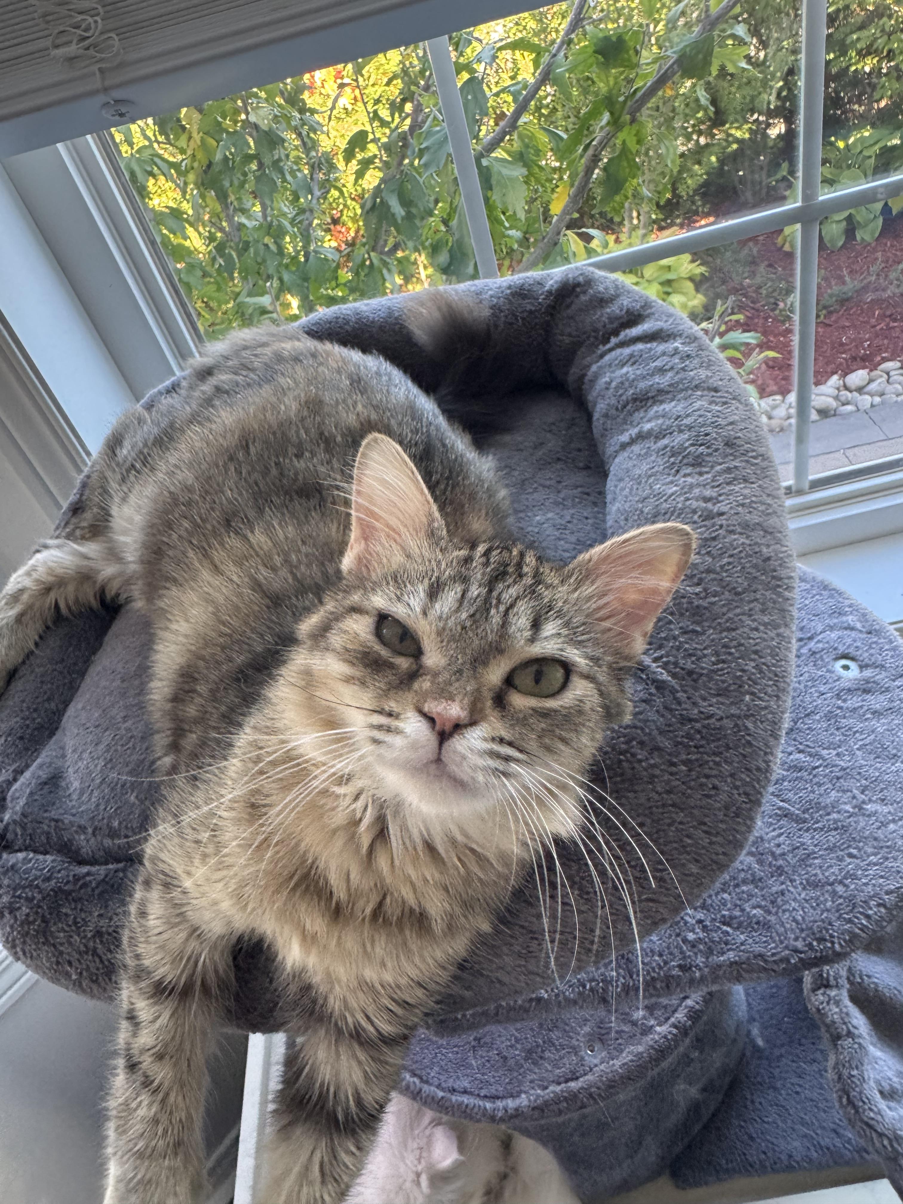 3 sweet kittens for adoption