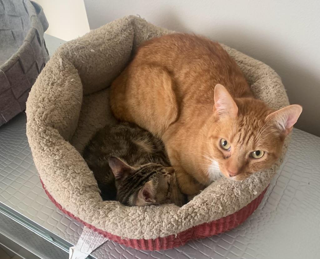 3 sweet kittens for adoption