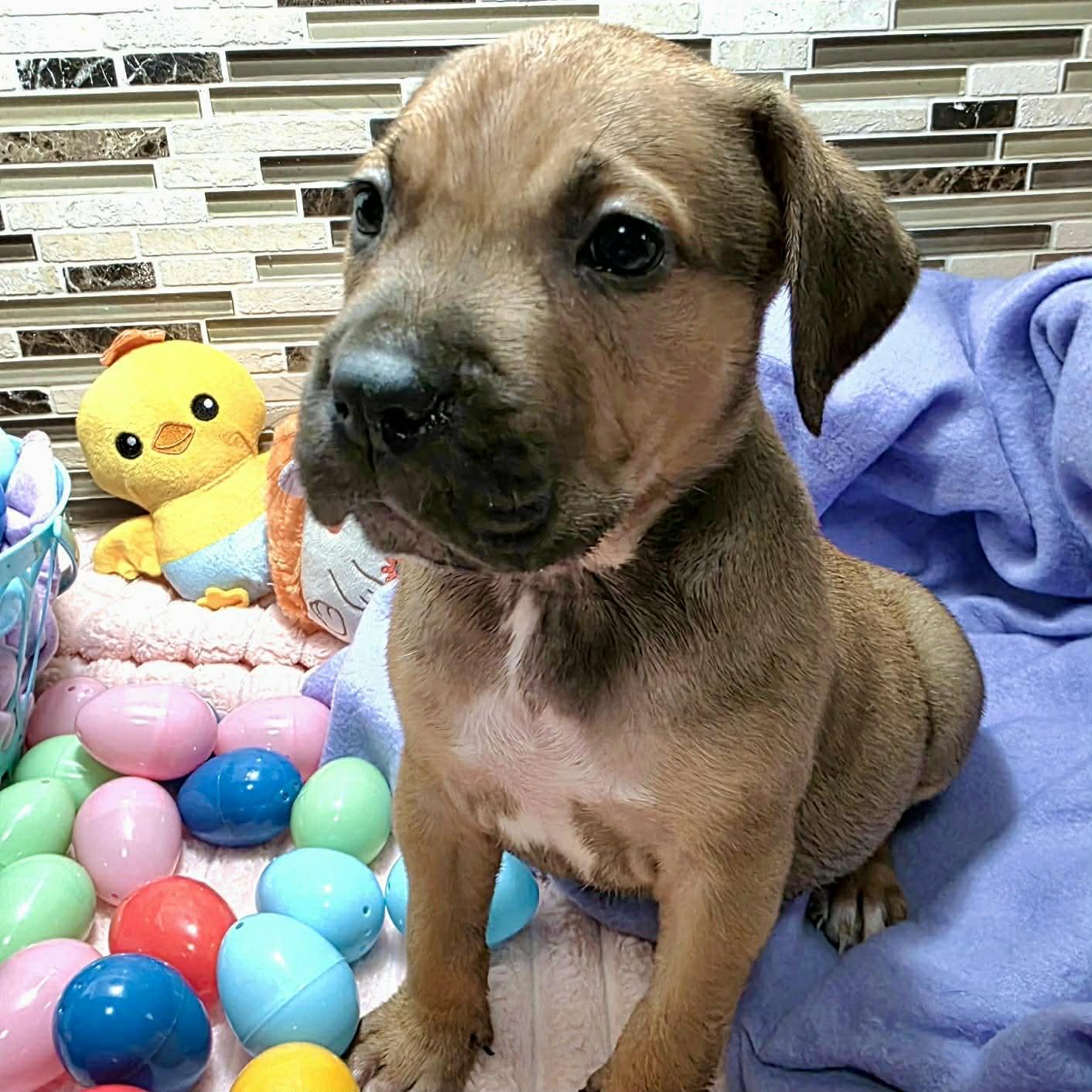 Enlarge Enzo, a ADOPTABLE mixed breed in Bryan, TX image 2/3