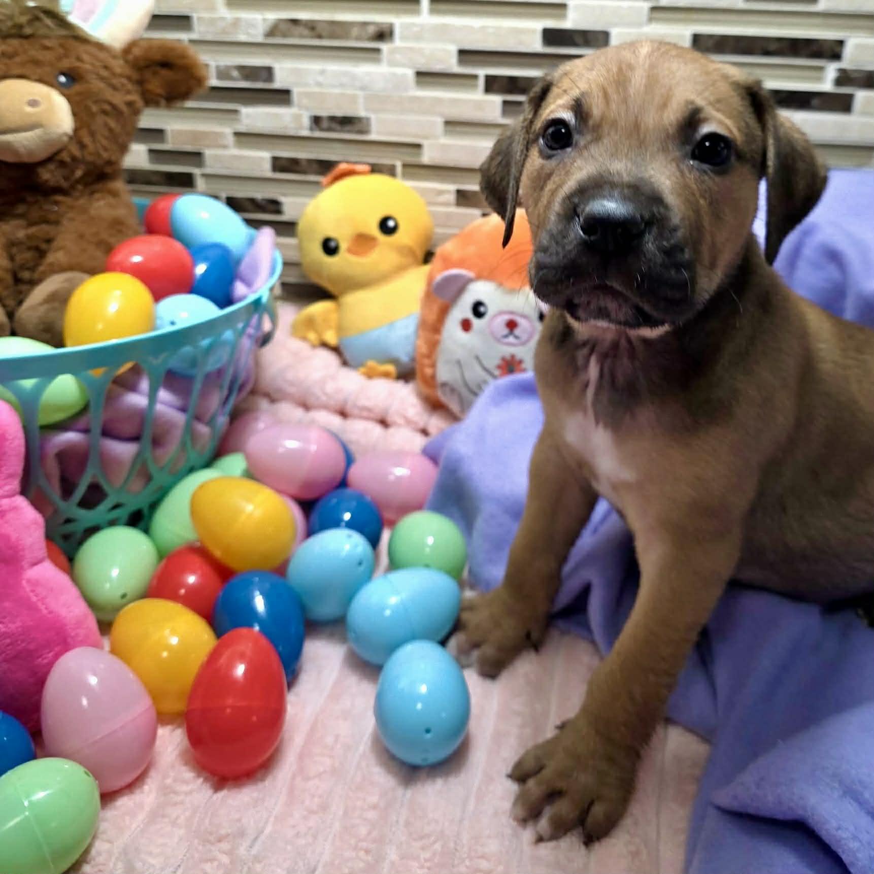 Enlarge Enzo, a ADOPTABLE mixed breed in Bryan, TX image 3/3