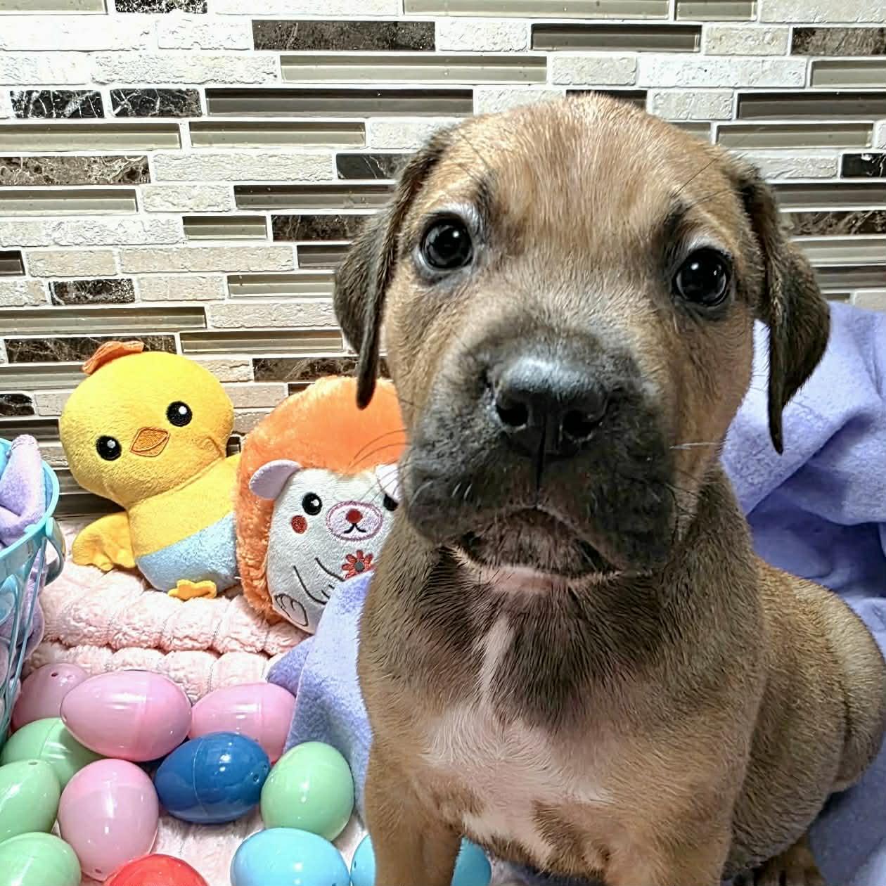 Enlarge Enzo, a ADOPTABLE mixed breed in Bryan, TX image 1/3