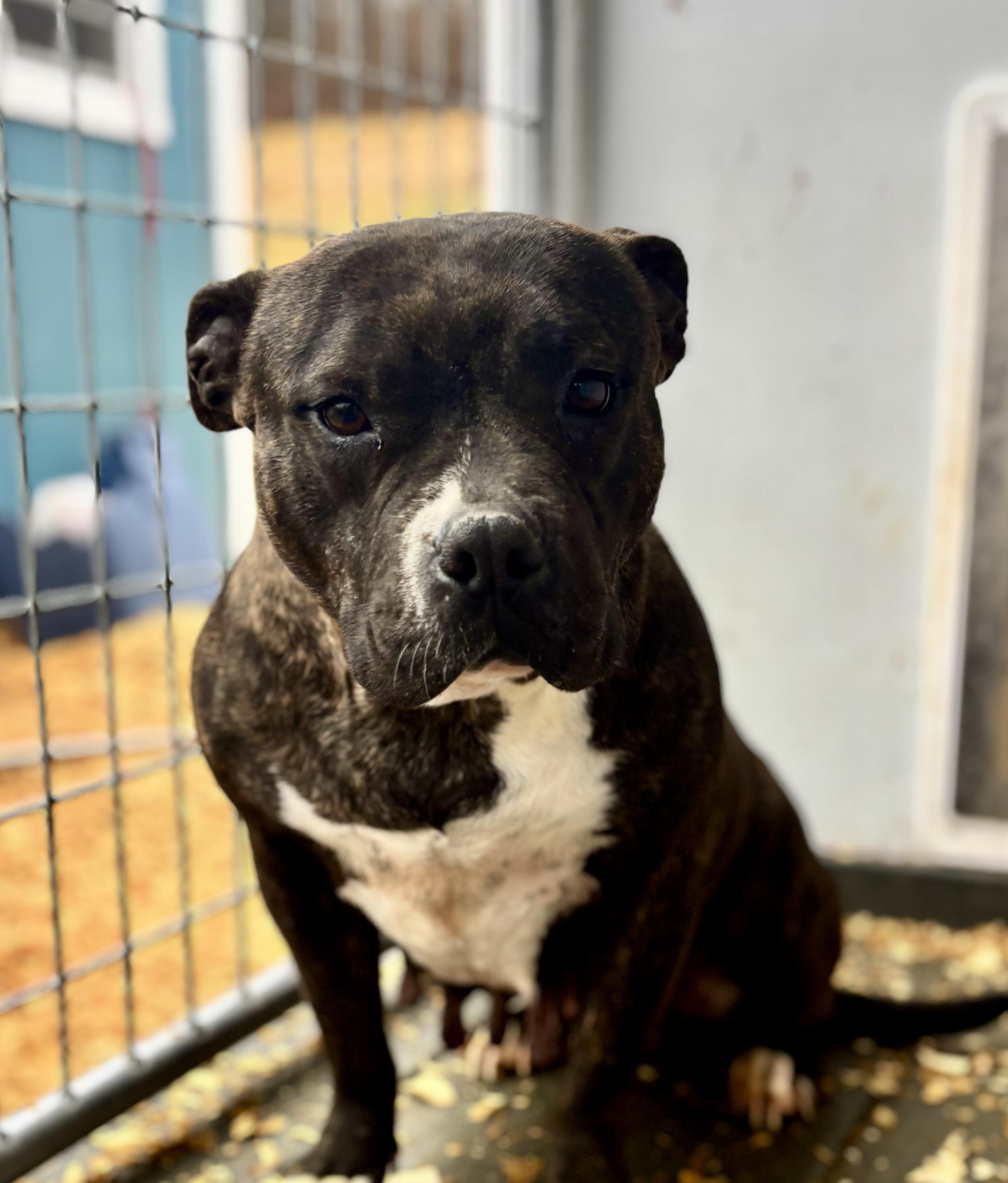 London, adopted, Adult Female Pit Bull Terrier.