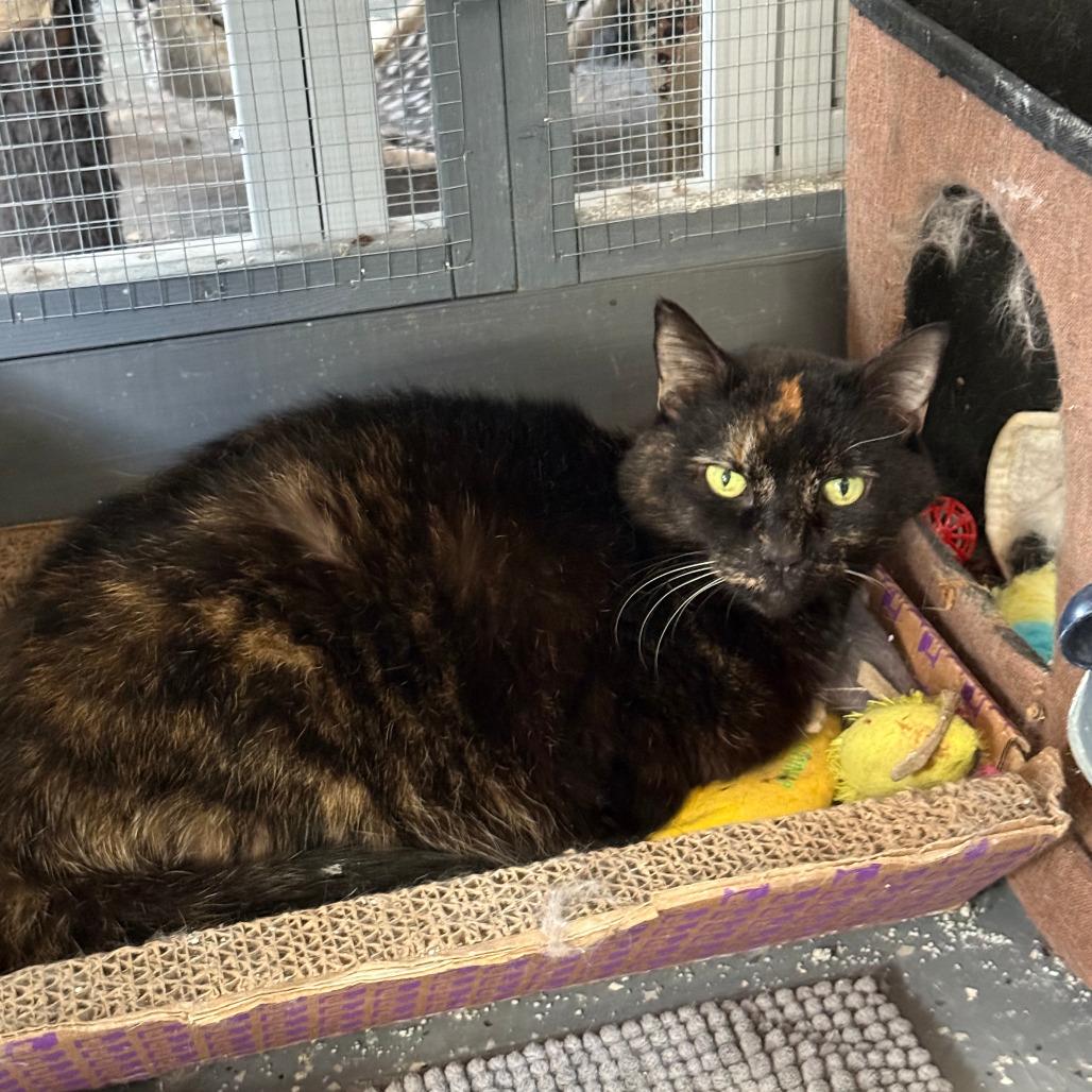 Rosey, Adoptable, Senior Female Domestic Short Hair.