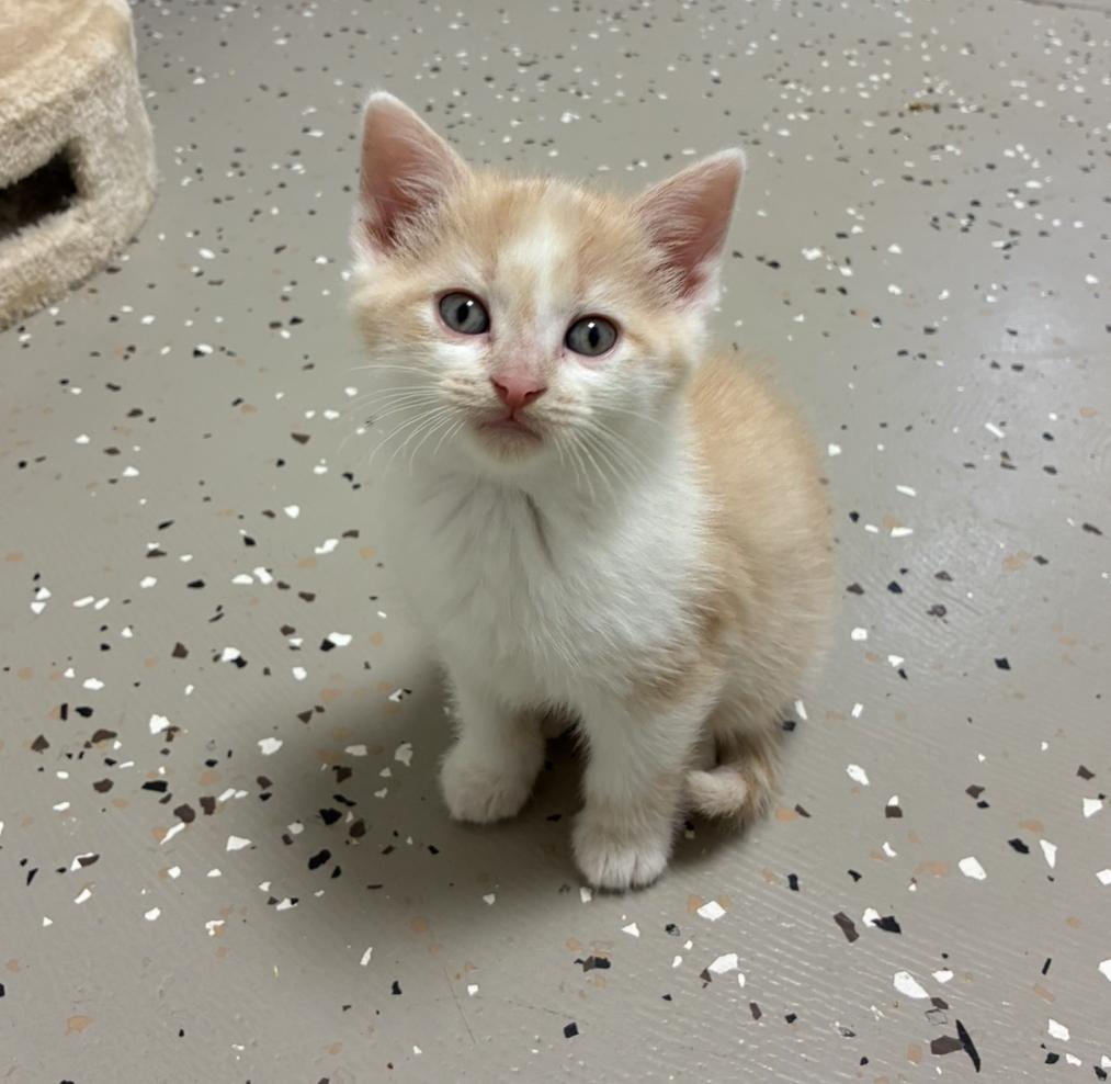 Enlarge Sprout, a Adoptable Domestic Short Hair in Hornell, NY image 2/2