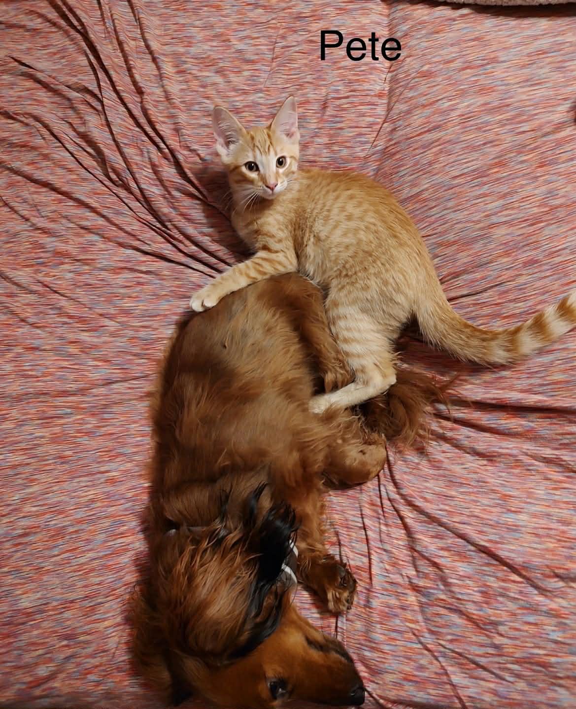 Pete *** Great w/ Dogs ***