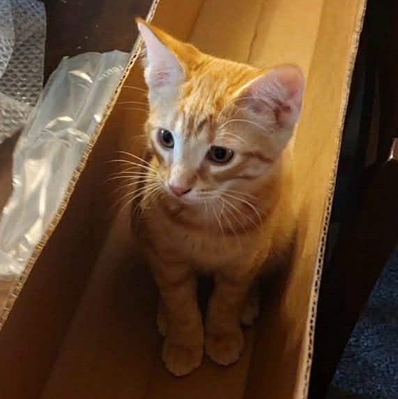 Pete *** Great w/ Dogs ***